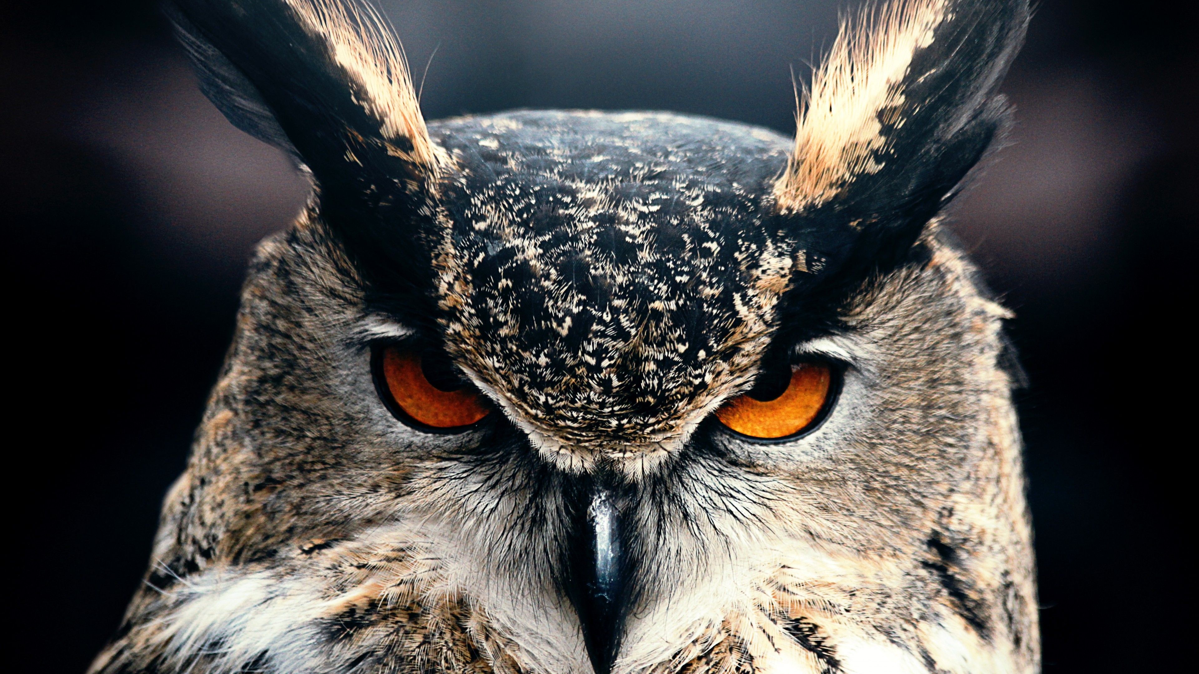 Wallpaper Owl, 4k, HD wallpaper, Eyes, wild, nature, gray, OS