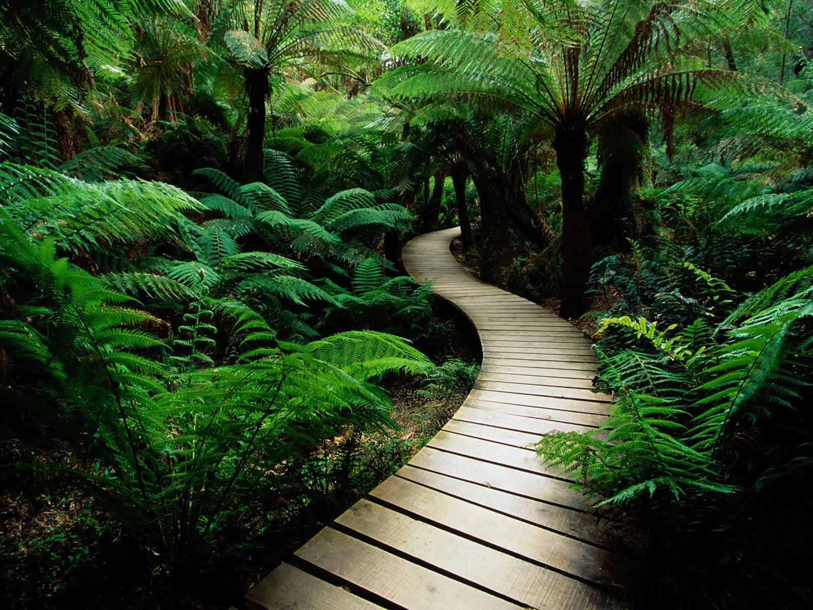 Curved Pathway in Wild Nature # 1600x1200. All For Desktop