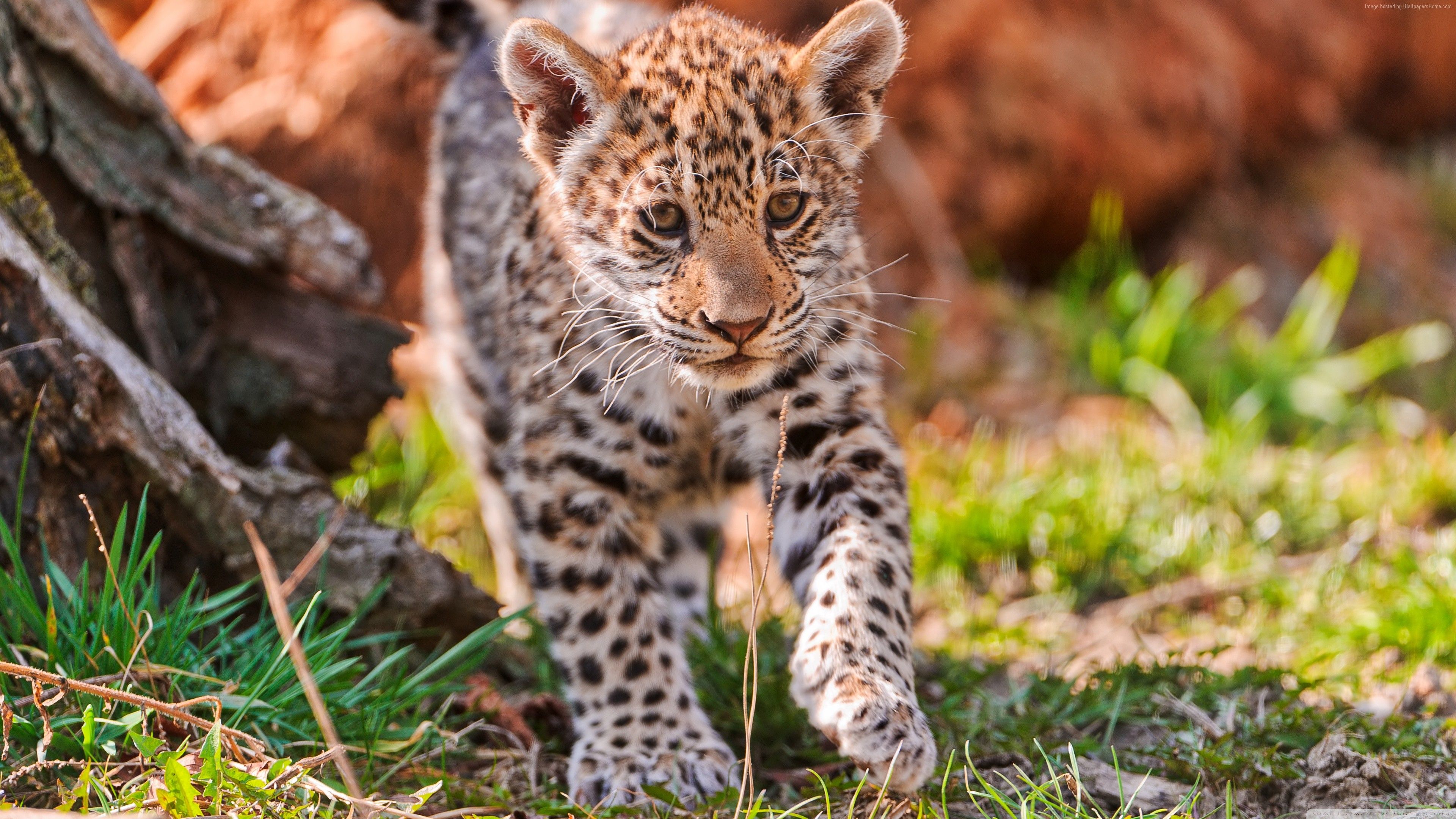 Wallpaper Jaguar, wild nature, cute, animal, Animals Wallpaper Download Resolution 4K Wallpaper