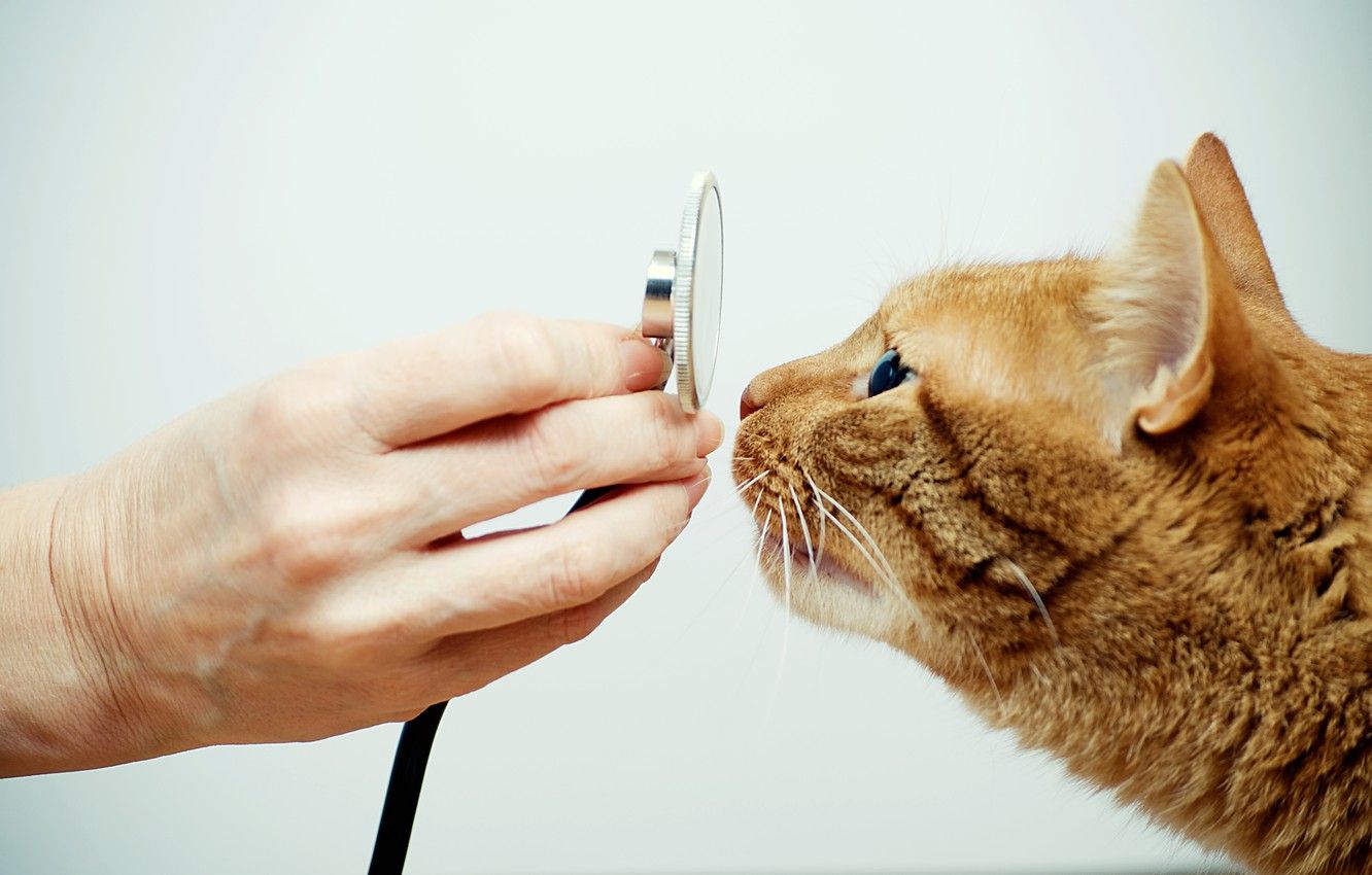 Breathtaking Veterinary Eye Specialist Scene for Your Screen Breathtaking Veterinary Eye Specialist Scene for Your Screen