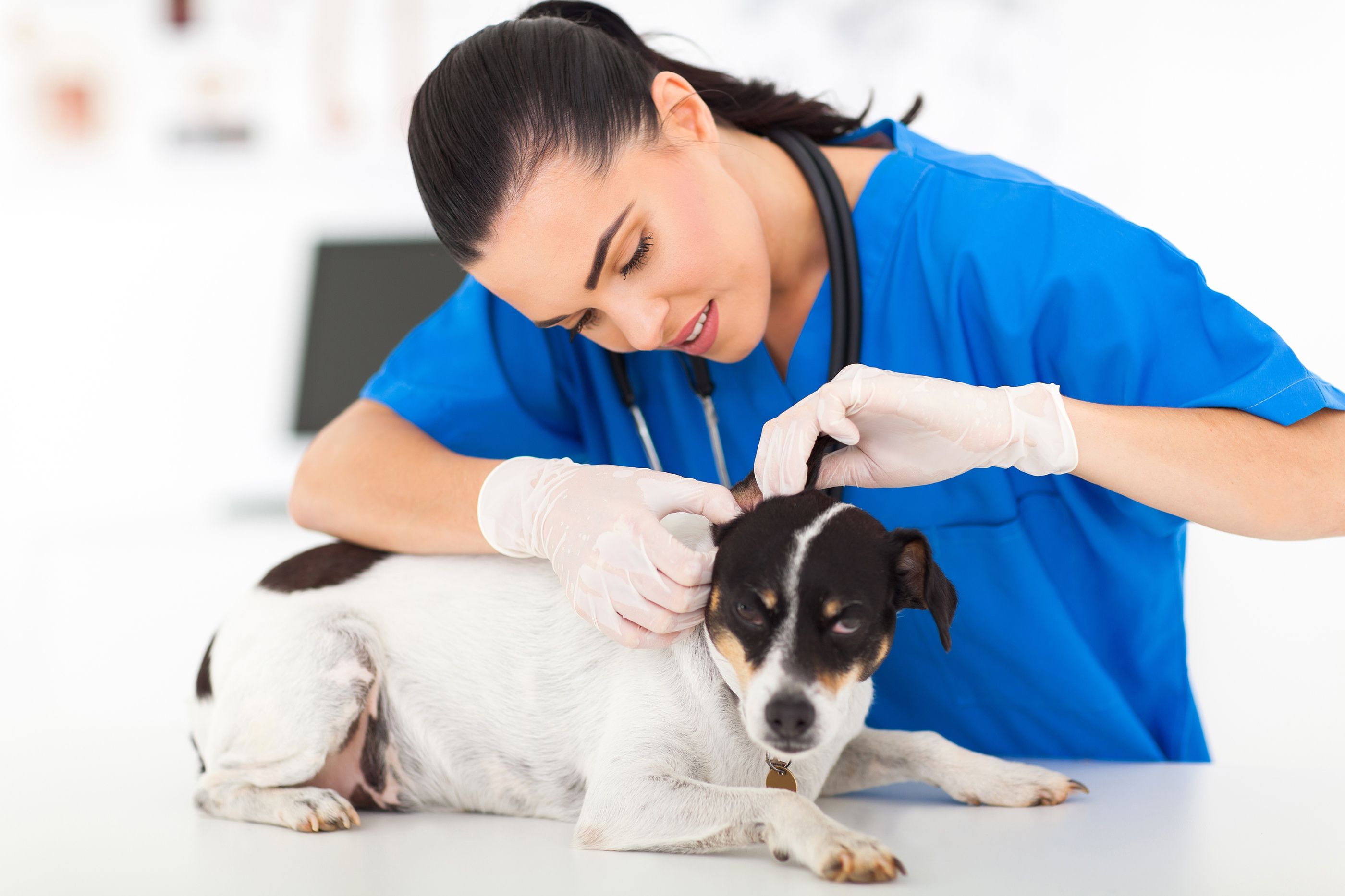 a-woman-in-a-white-lab-coat-is-petting-a-brown-and-white-dog-with-a