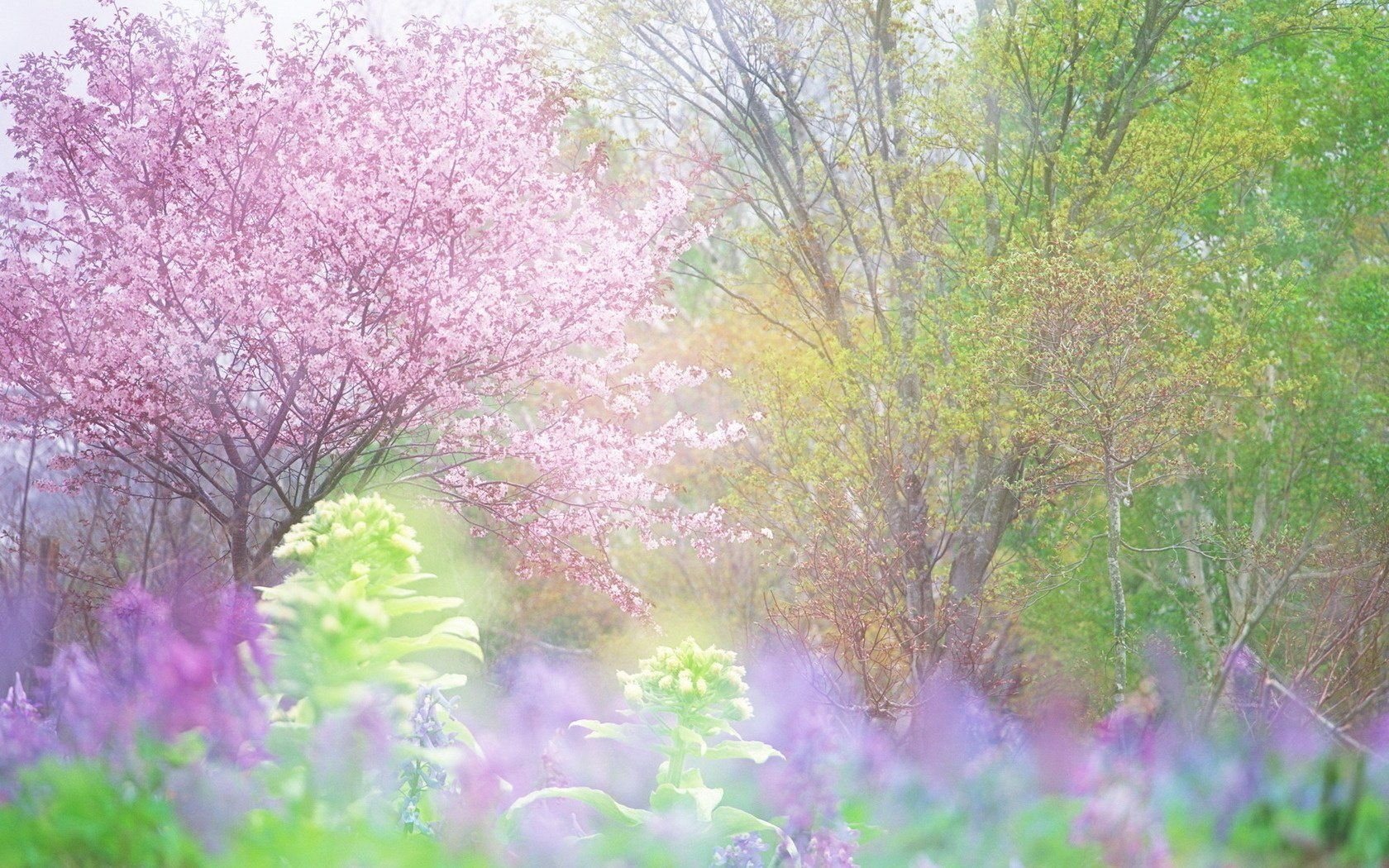 Spring Flowers Pastel Wallpaper & Background Download