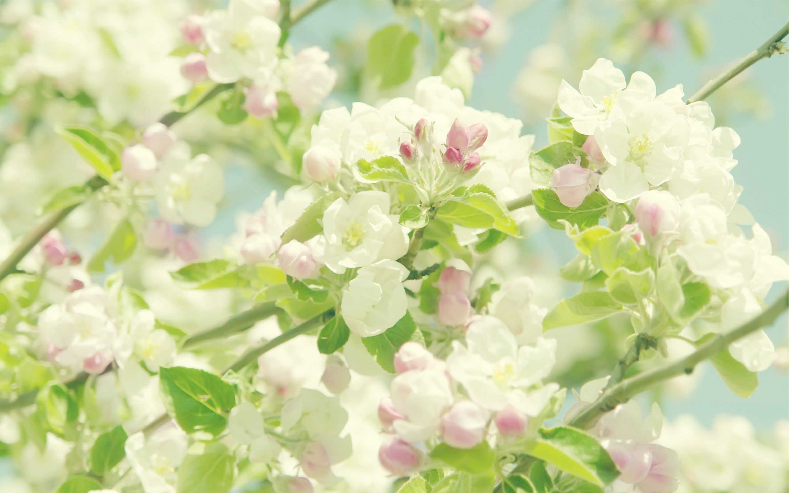 Pastel Floral Wallpaper Desktop #LEo. Blooming apples, Apple flowers, Spring flowers