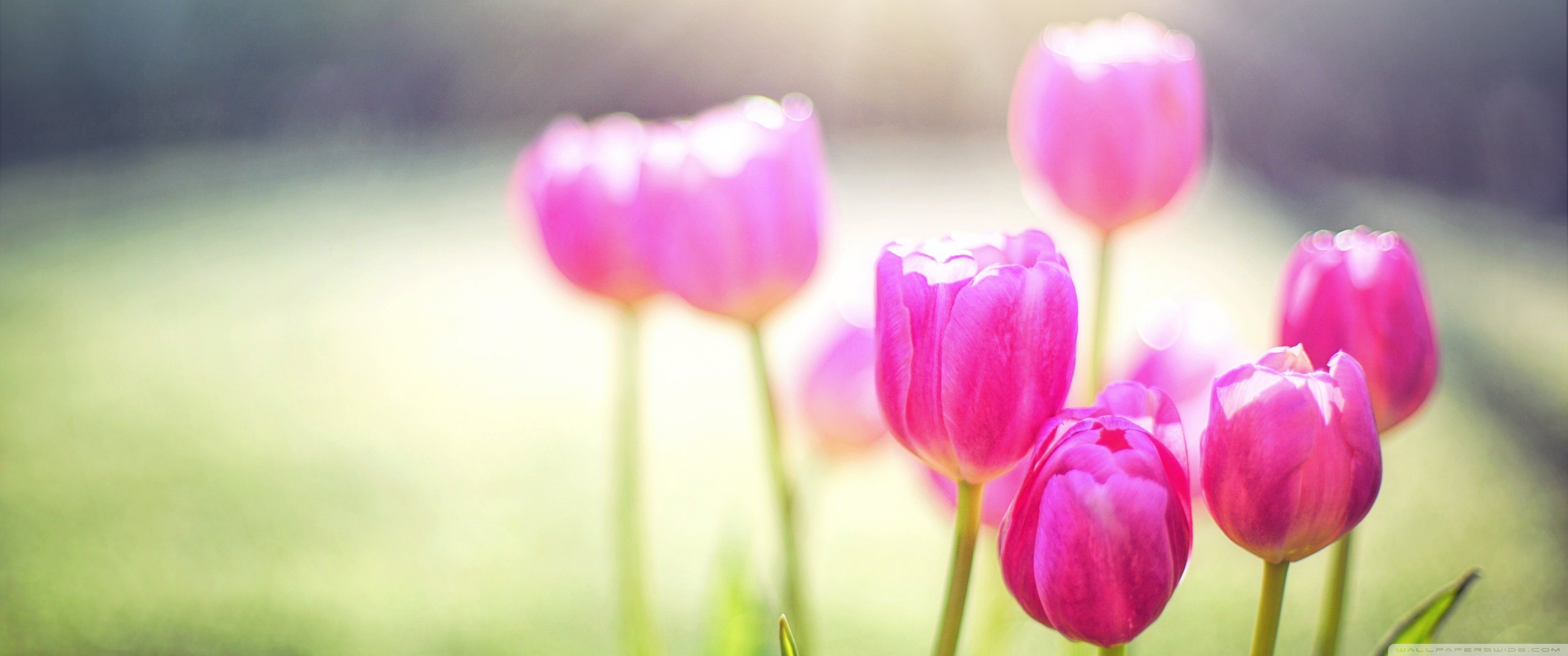 Free download Spring Tulips Sunshine 4K HD Desktop Wallpaper for 4K Ultra HD [3440x1440] for your Desktop, Mobile & Tablet. Explore Image of Spring Wallpaper. Wallpaper Of Image, Spring