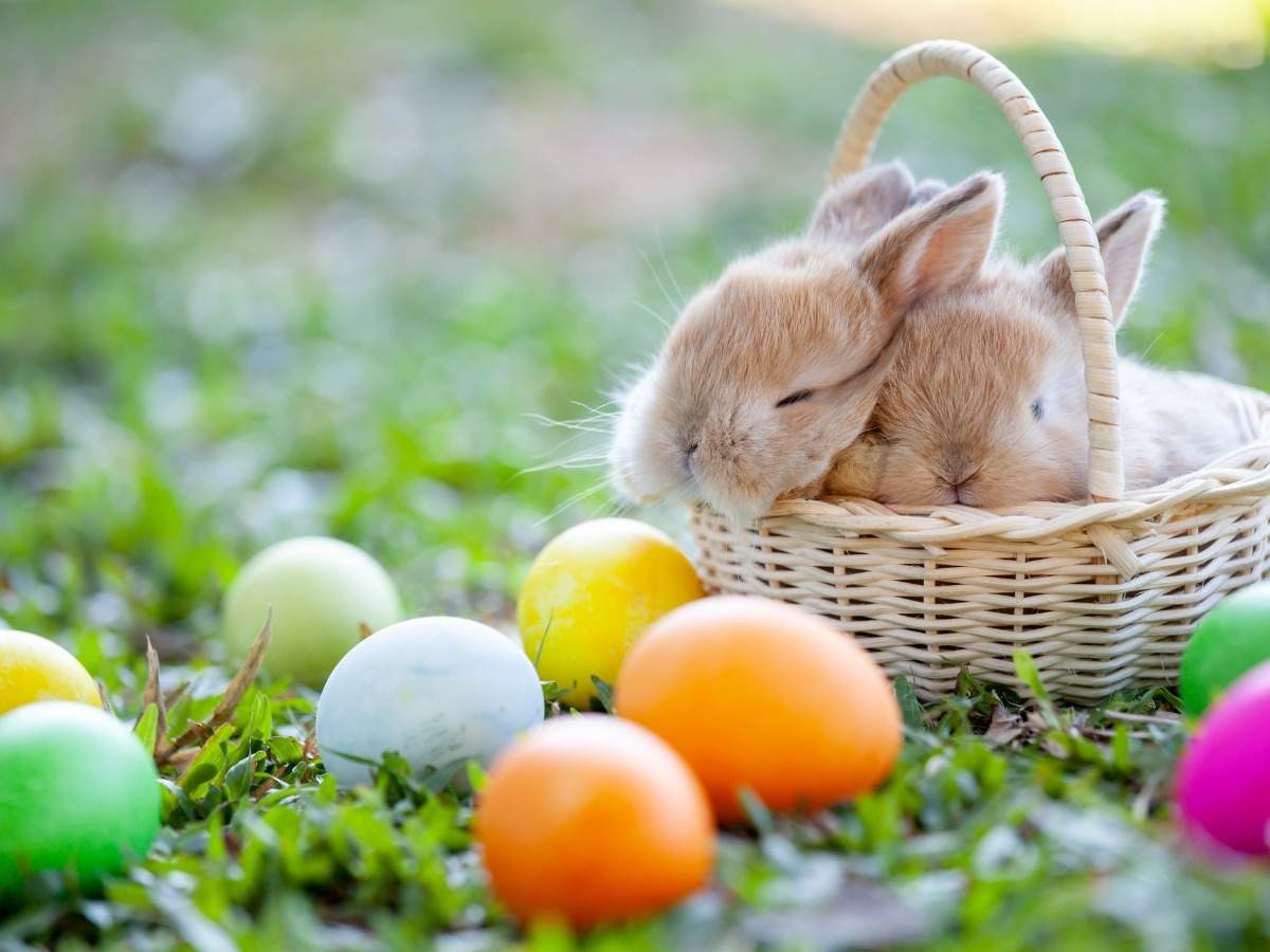 Happy Easter Sunday 2020: Image, Quotes, Wishes, Messages, Cards, Greetings, Picture and GIFs of India
