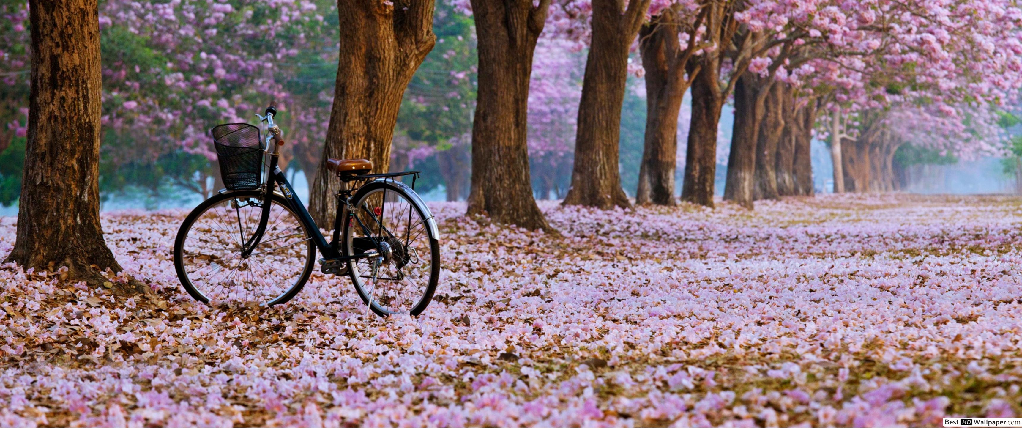 Spring blossoms landscape HD wallpaper download