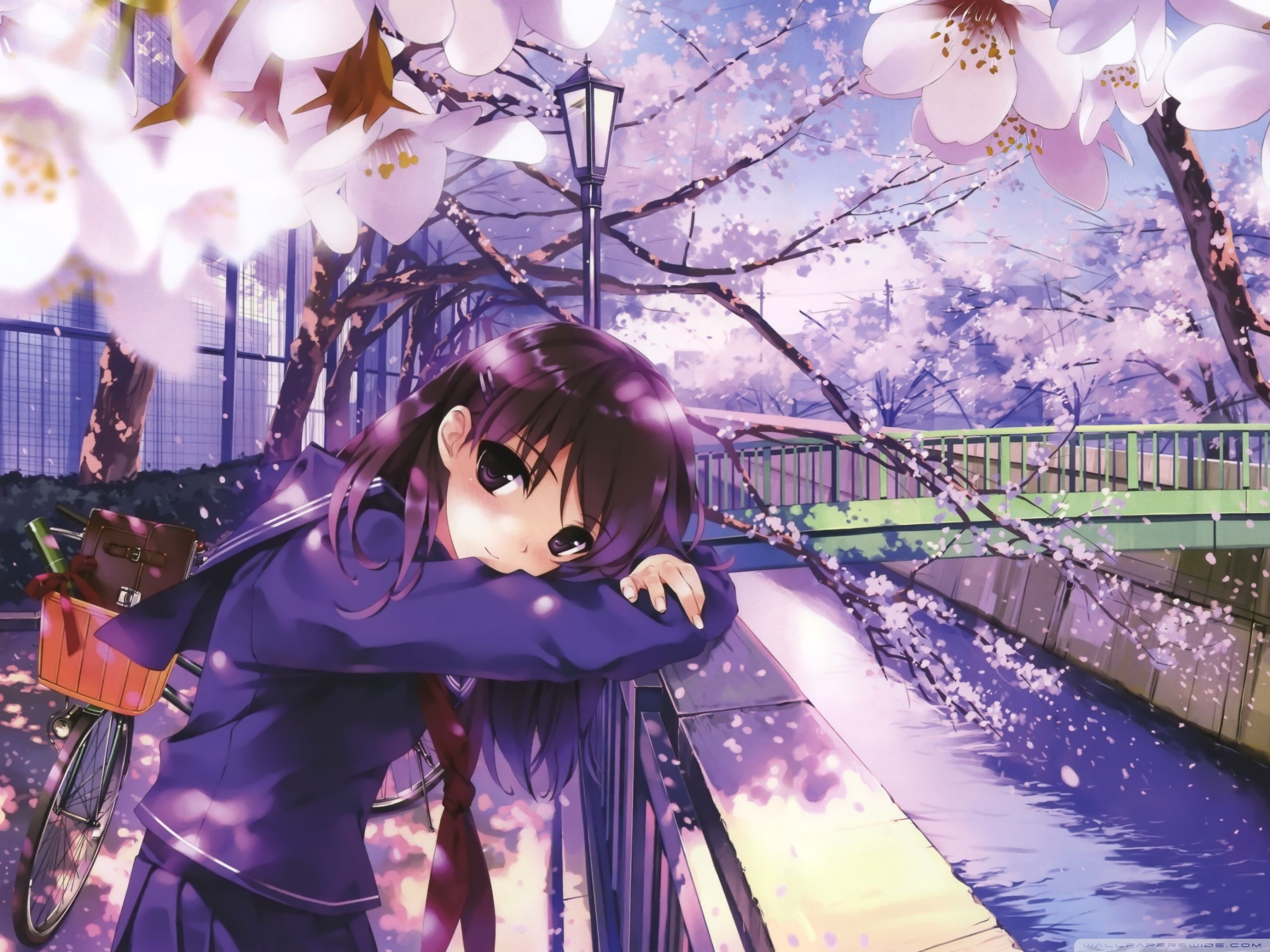 Sakura Spring Ultra HD Desktop Background Wallpaper for 4K UHD TV, Multi Display, Dual Monitor, Tablet