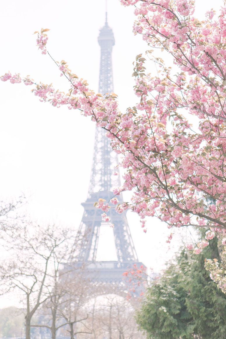 Cherry Blossoms in Paris // Spring Photo Diary Little Details. Spring aesthetic, Spring wallpaper, Eiffel tower photography