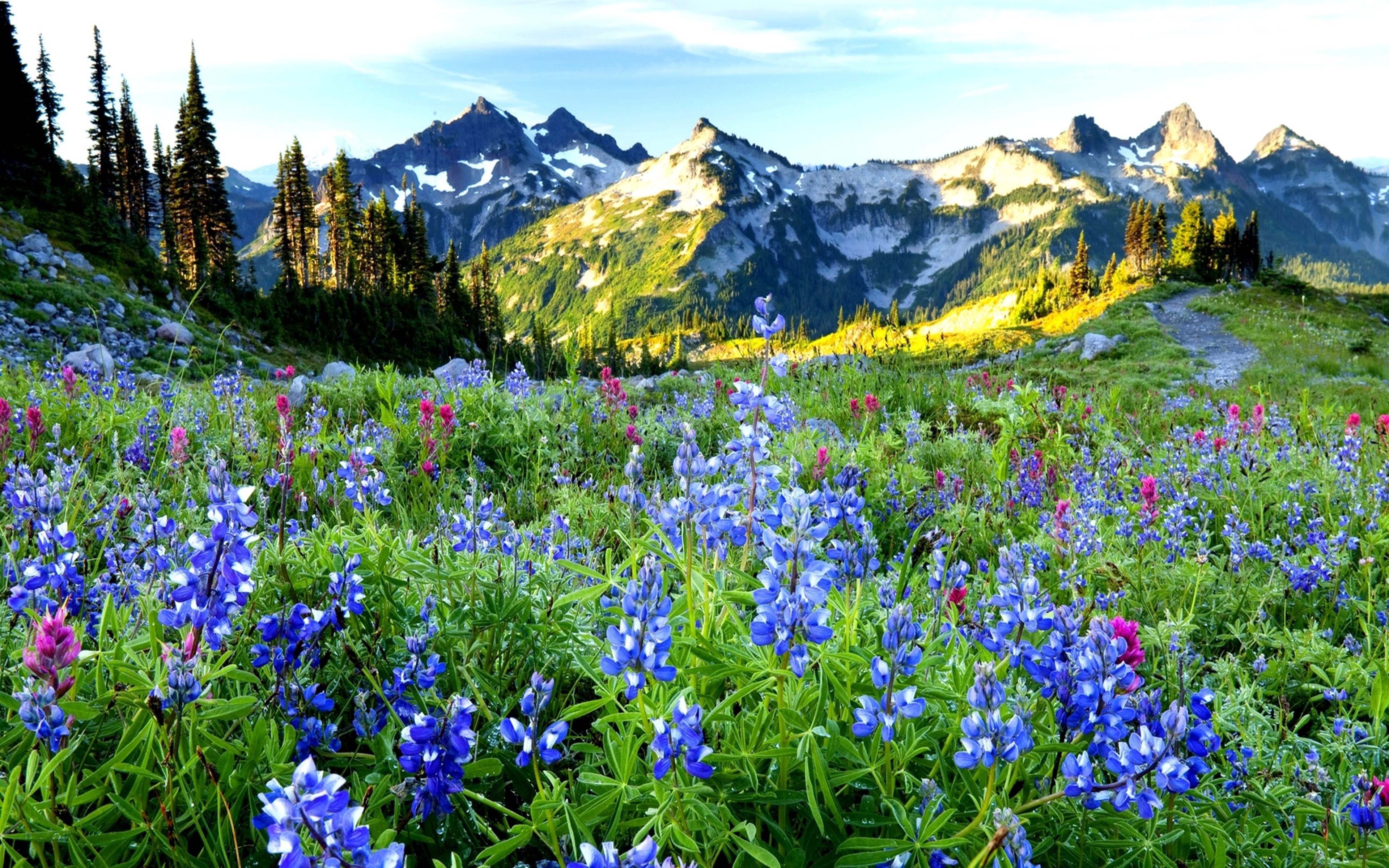 Spring Landscapes Wildflowers And The Tatoosh Range At Sunrise Mt. Rainier National Park Washington HD Wallpaper For Mobile iPhone Android 3840x2400, Wallpaper13.com