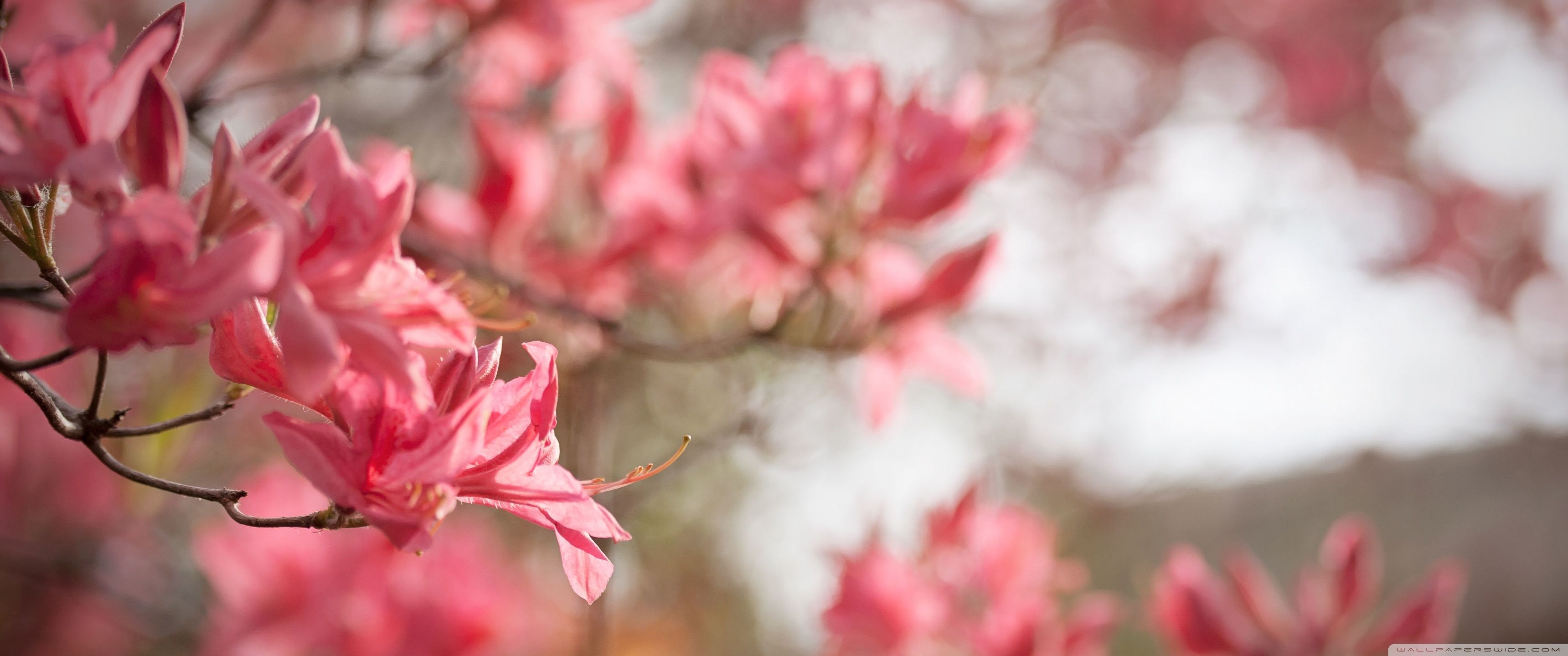 Download Azaleas bloom in Spring UltraHD Wallpaper