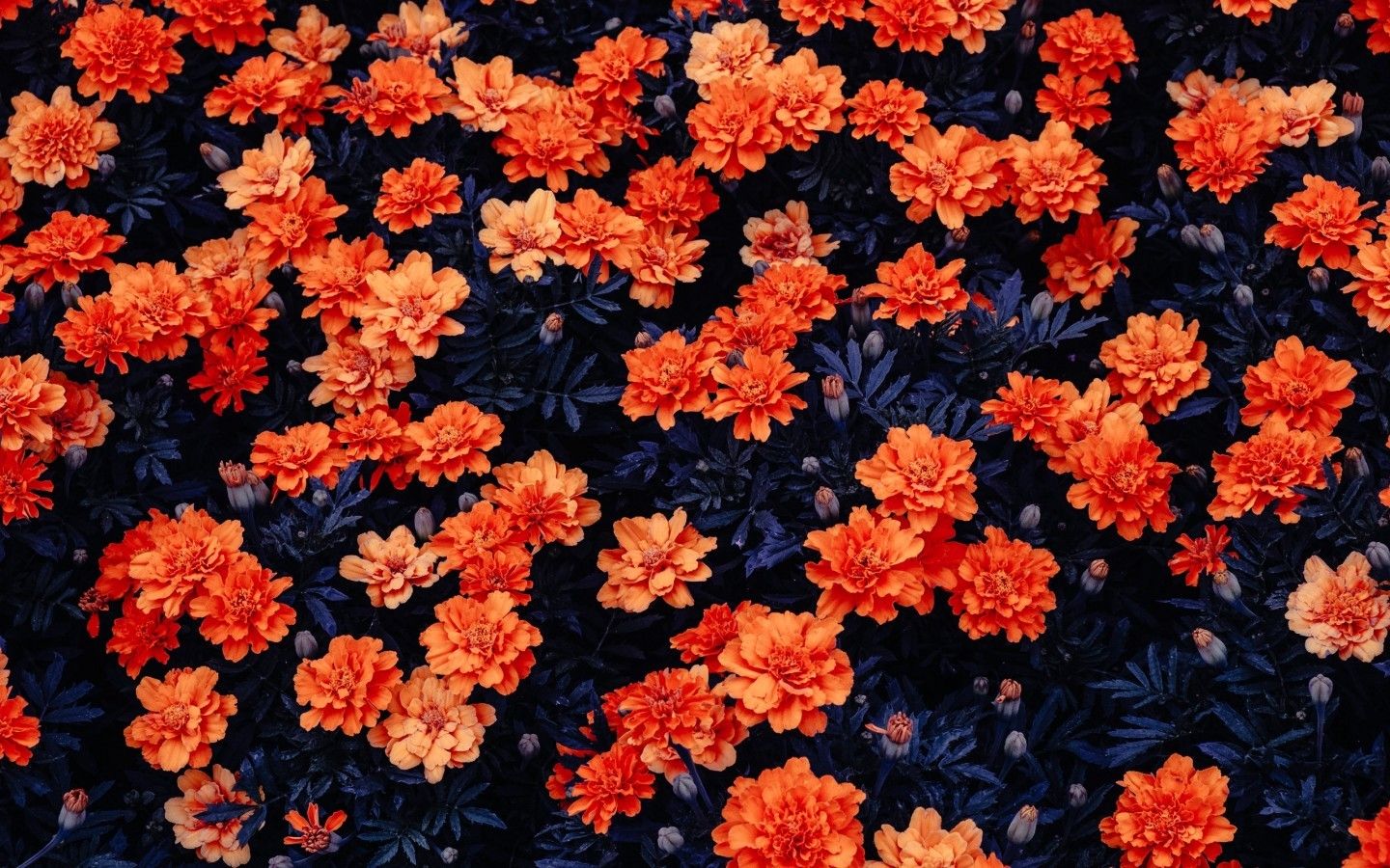 Download 1440x900 Orange Flowers, Garden Wallpaper for MacBook Pro 15 inch, MacBook Air 13 inch