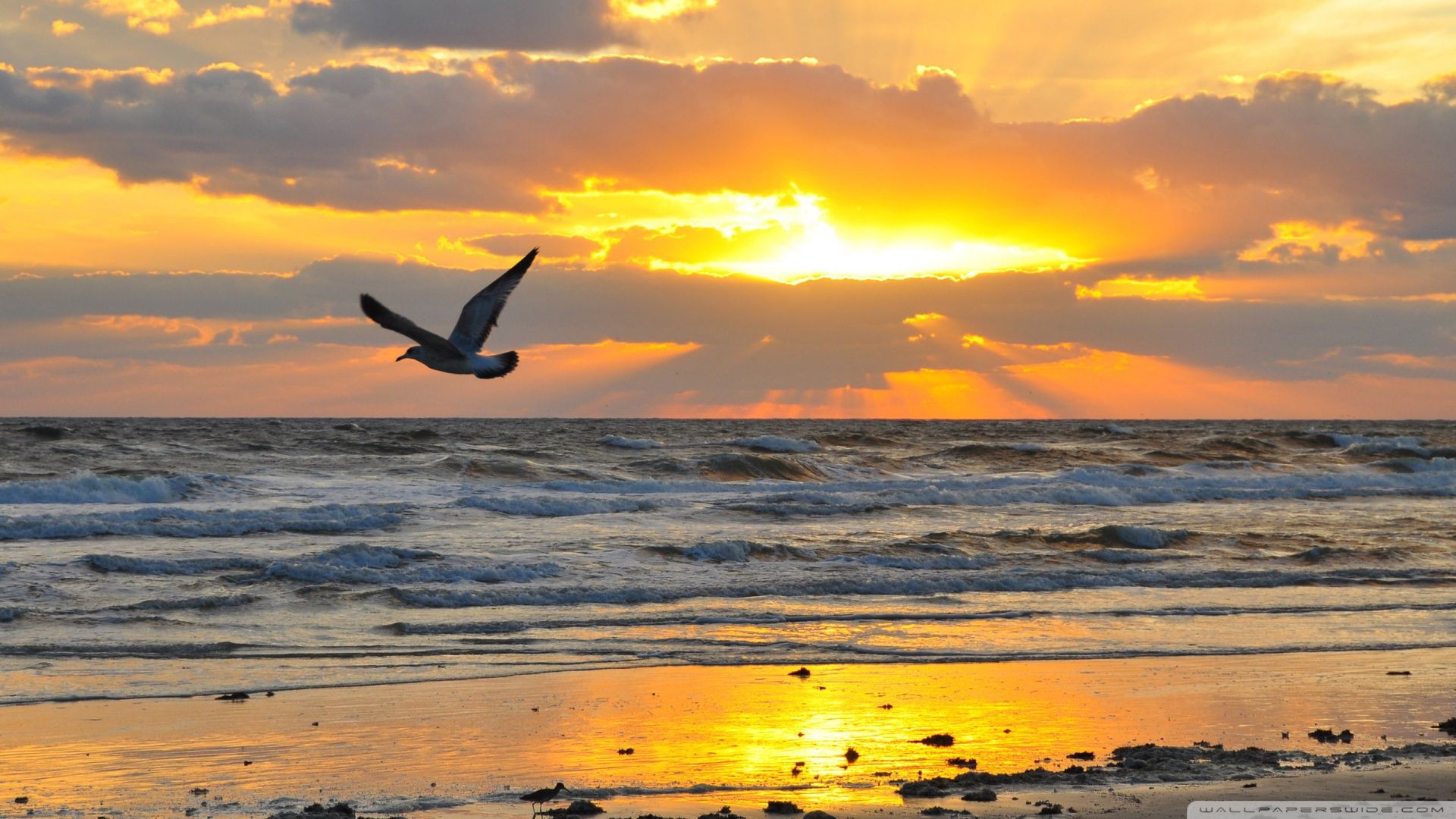 Download Flying Seagull At Sunrise Wallpaper 1920x1080