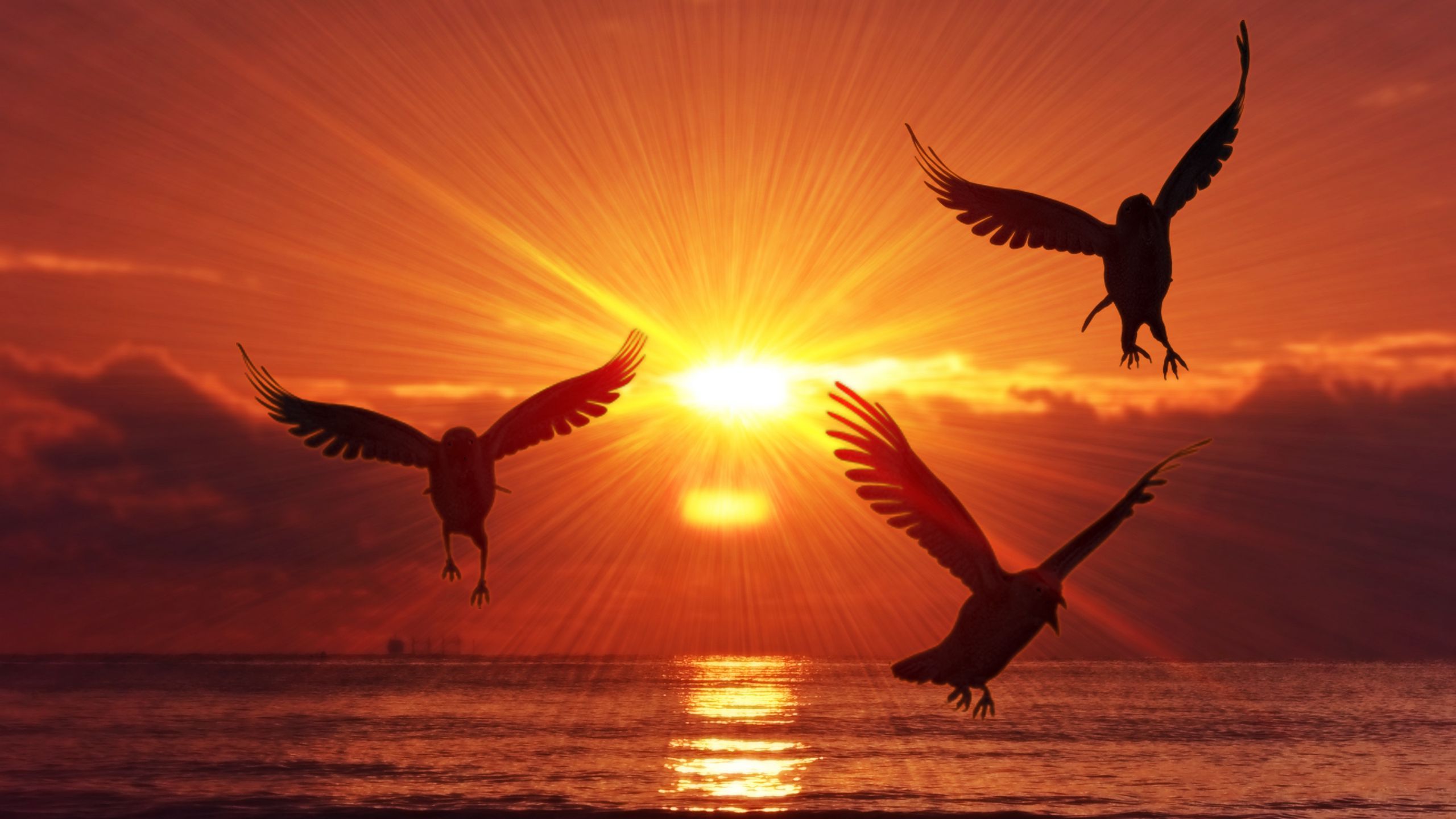 Download wallpaper 2560x1440 birds, silhouettes, sunrise, sea widescreen 16:9 HD background