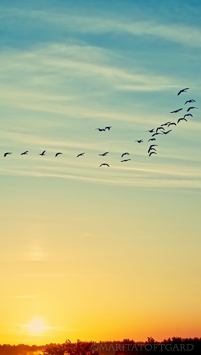 Early morning, birds in Sweden by marita toftgard. Sunrise photography, Morning sky, Bird photography