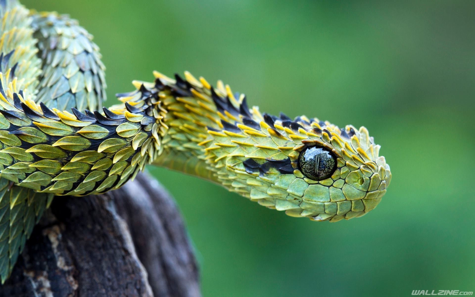 Bush Viper Snake HD Desktop Wallpaper. Wallzine.com. Gruslige tiere, Schöne schlangen, Tiere