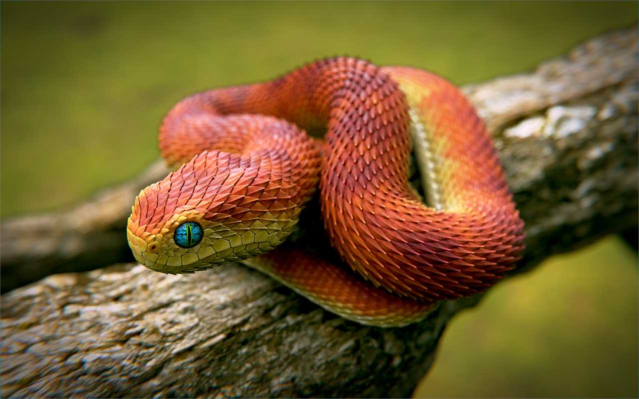 Variable Bush Viper snake - Atheris Squamigera [3840x2160] : r/wallpaper