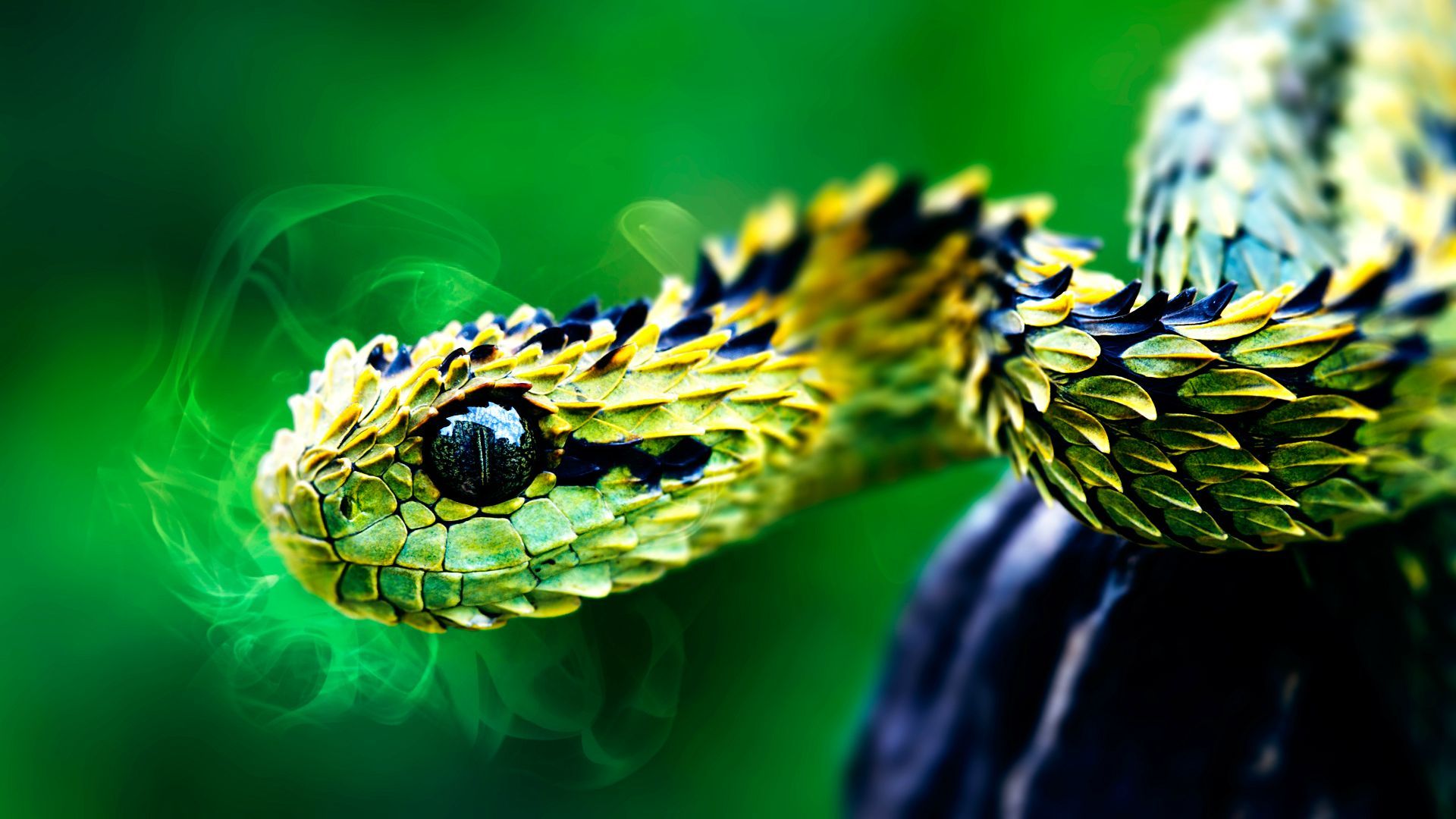 Deadly Snake Wallpaper Spiny Bush Viper Wallpaper & Background Download
