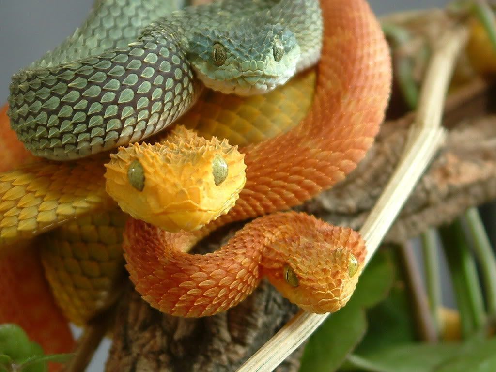 Pics of the Coolest Poisonous Snake in the World African Bush Viper