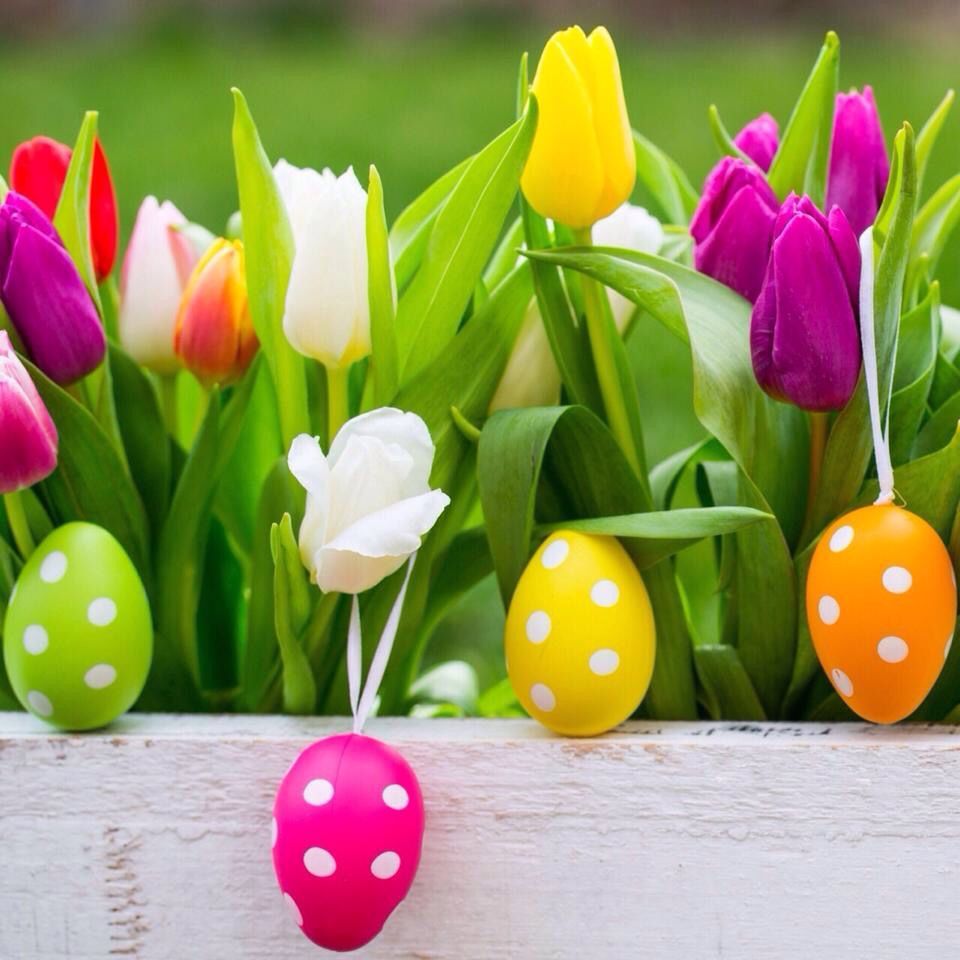 Buona Pasqua a tutti Voi! Happy Easter to all of You! #eastereggs #easter #tulips #flowers #spring #happiness #pa. Easter wallpaper, Easter image, Easter flowers