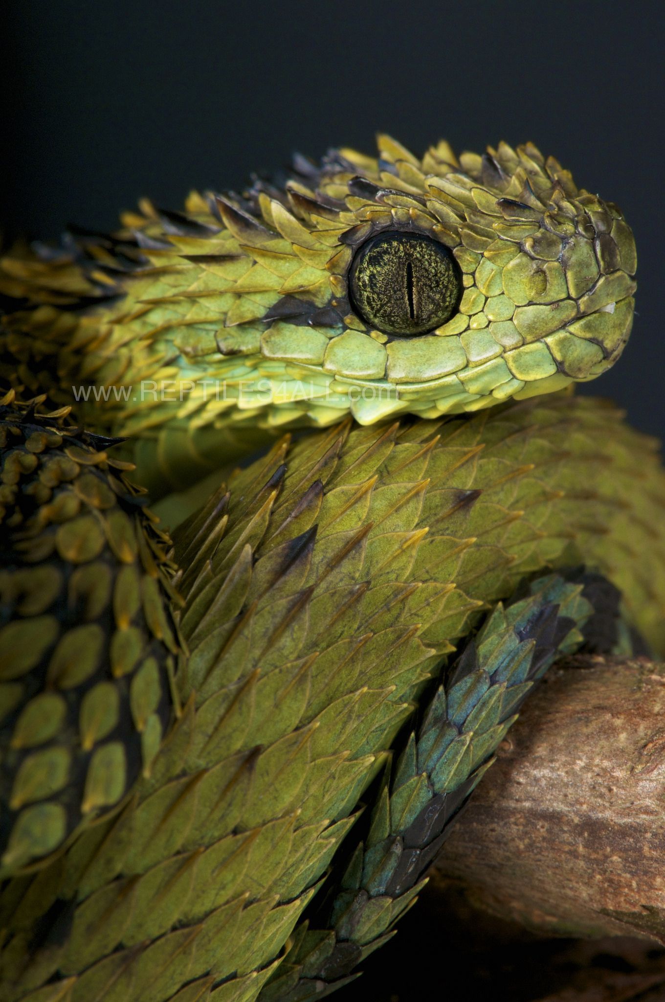 Spiny bush viper / Atheris hispida. Cute reptiles, Reptiles and amphibians, Viper snake