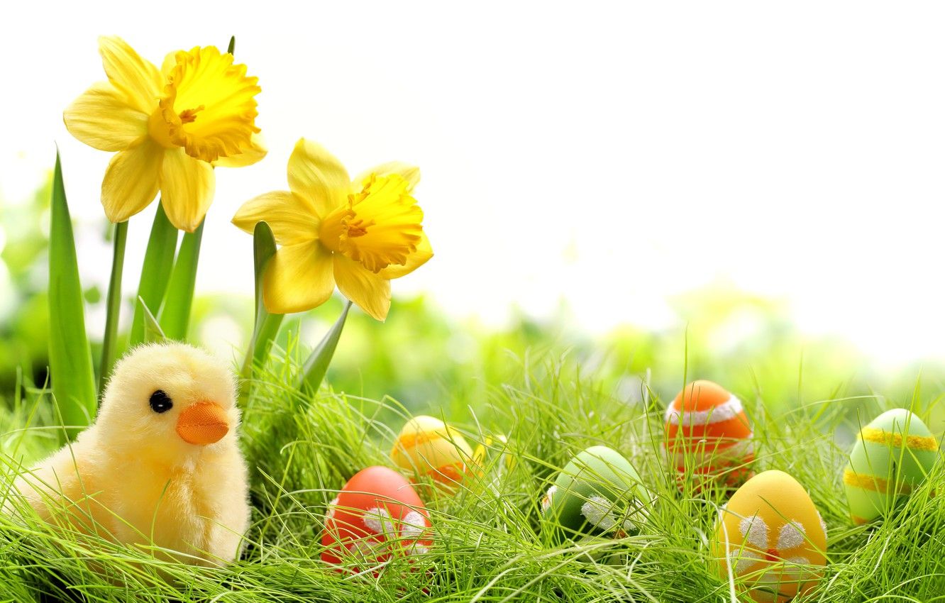 Wallpaper grass, flowers, eggs, spring, colorful, Easter, grass, flowers, daffodils, spring, painted, eggs, easter, daffodils, springer, chik image for desktop, section праздники