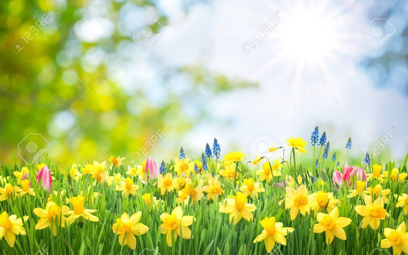 Spring Easter background with beautiful yellow daffodils. Daffodils, Easter background, Spring wallpaper
