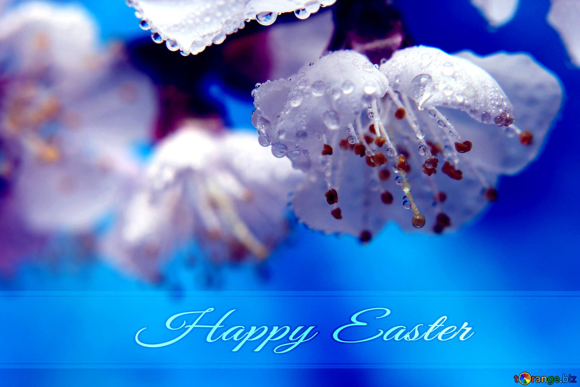 Download Free Picture Spring Wallpaper For Desktop Blue Card With Inscription Happy Easter On CC BY License Free Image Stock TOrange.biz Fx №169593