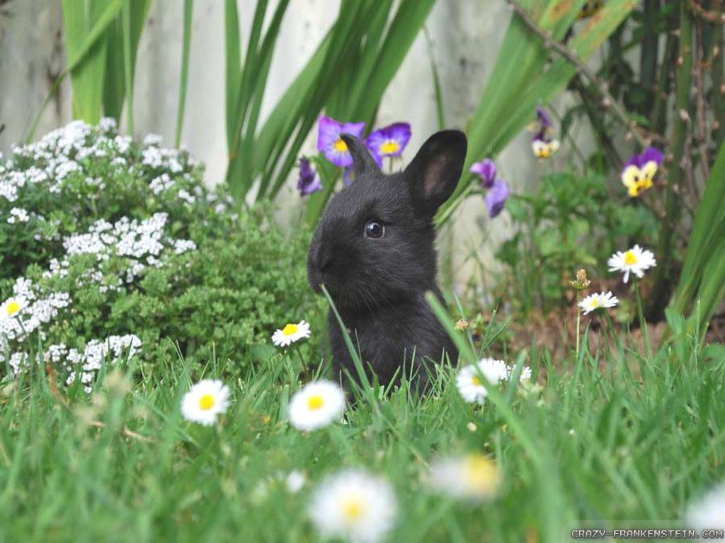 Spring Animals wallpaper