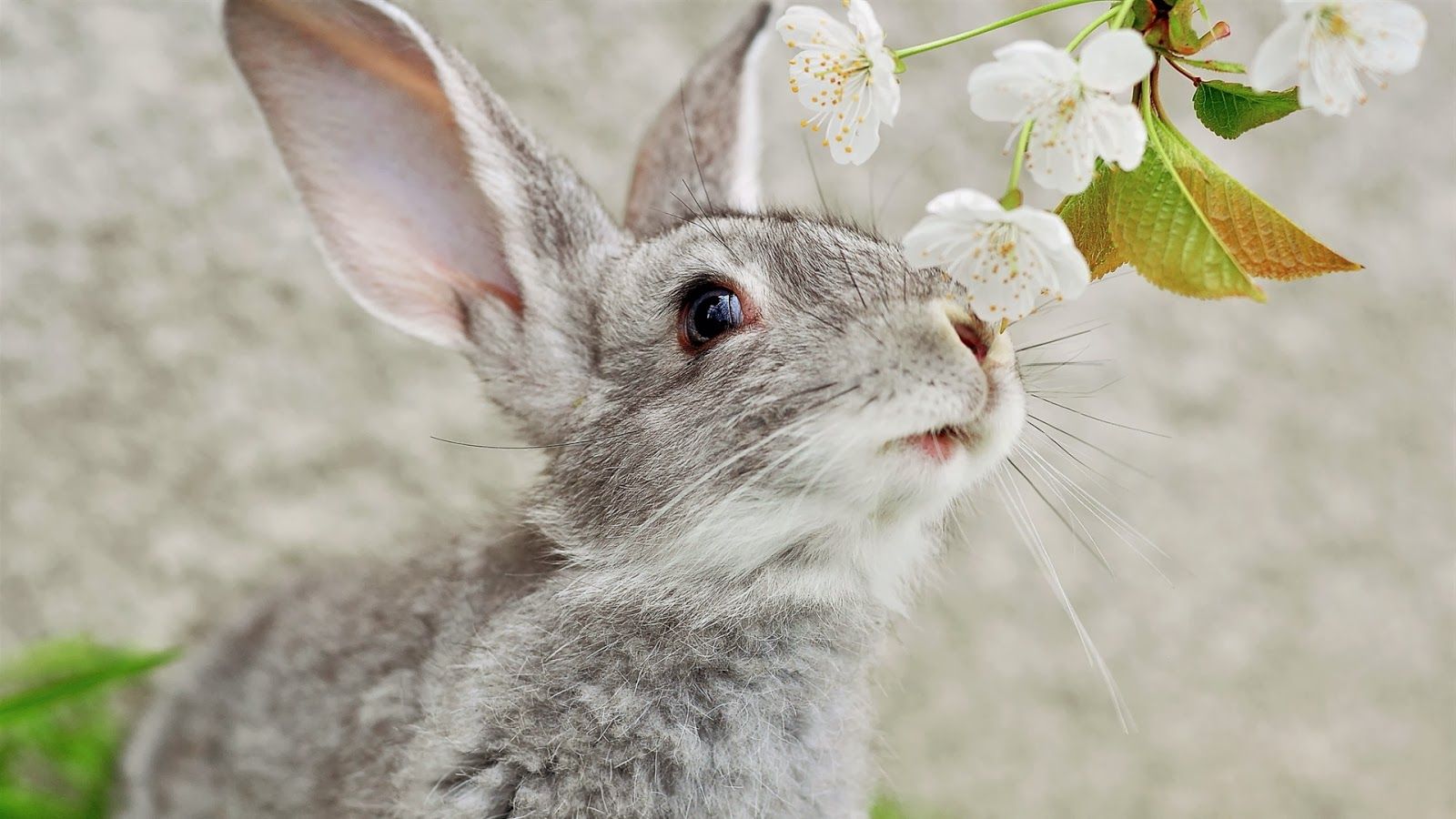 Free download Rabbit Wallpaper HD beautiful desktop wallpaper 2014 [1600x900] for your Desktop, Mobile & Tablet. Explore Rabbit Wallpaper. Bunny Wallpaper, Cute Bunny Wallpaper