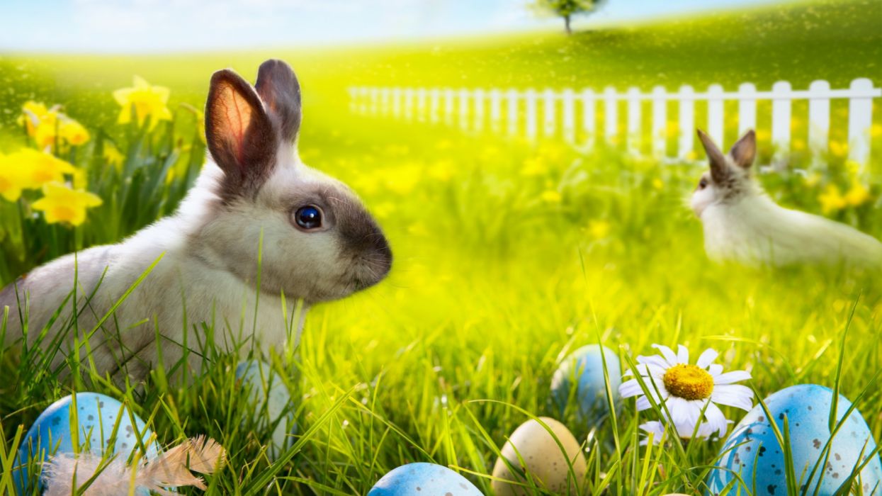 Easter bunny rabbit spring wallpaperx1440