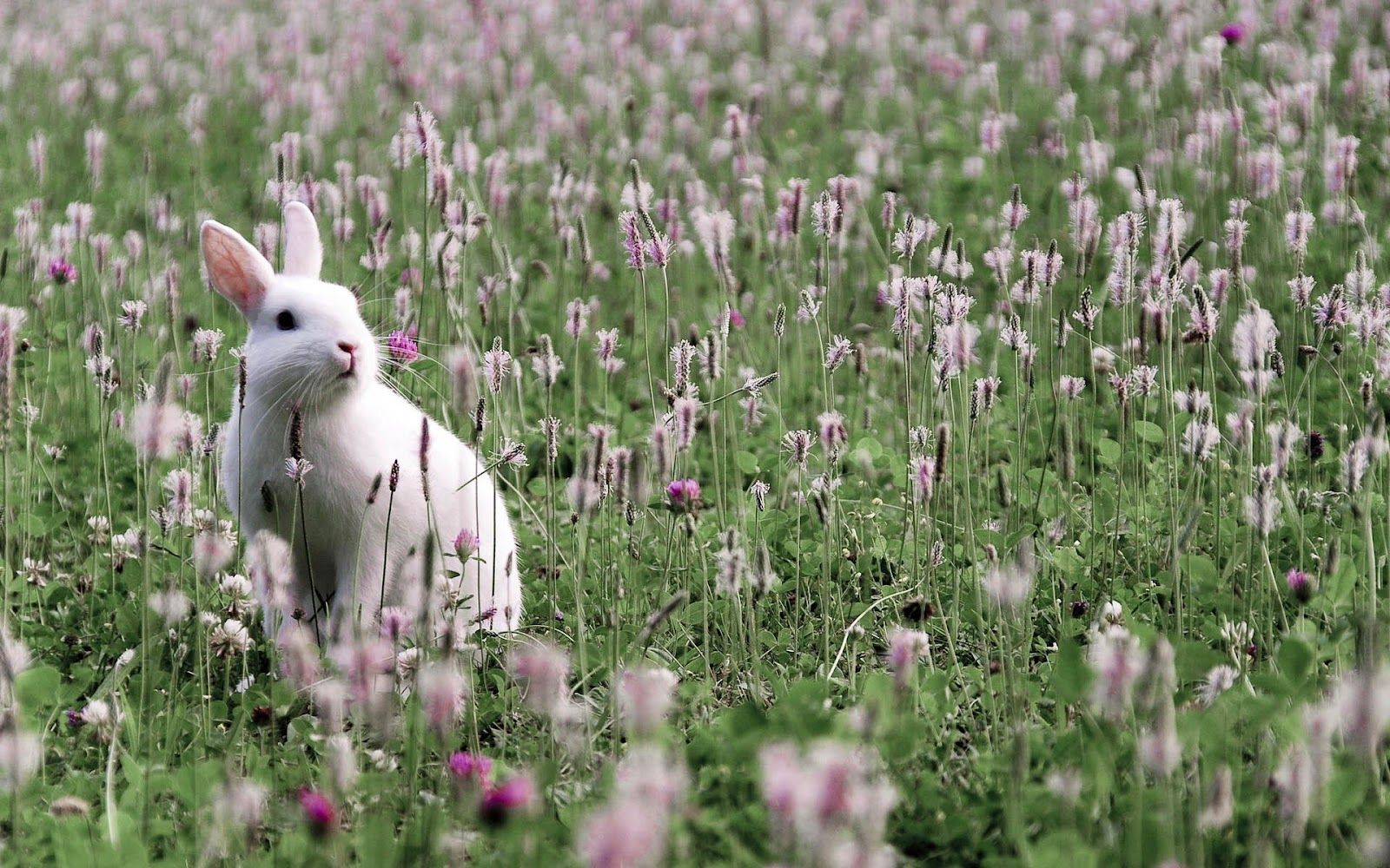 Rabbit Grass Field HD Wallpaper. All Wallpaper Desktop