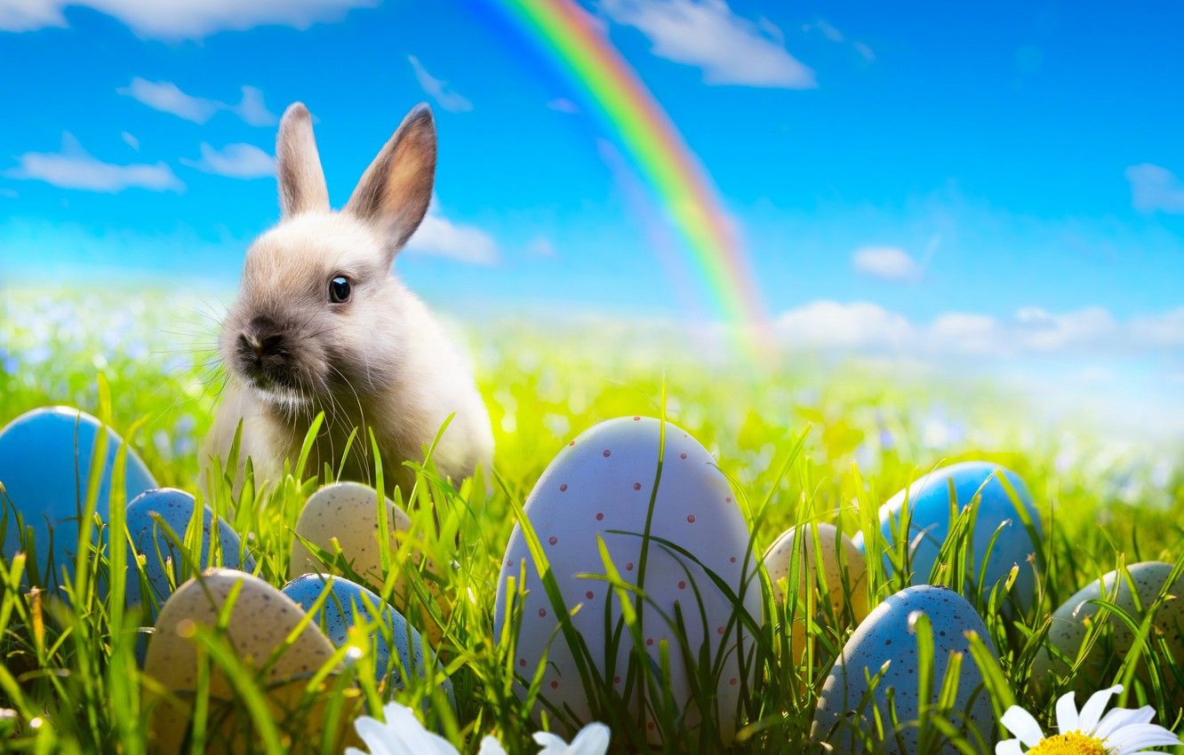 Wallpaper the sky, grass, flowers, chamomile, eggs, rainbow, spring, rabbit, meadow, Easter, rainbow, grass, sunshine, rabbit, flowers, spring image for desktop, section праздники