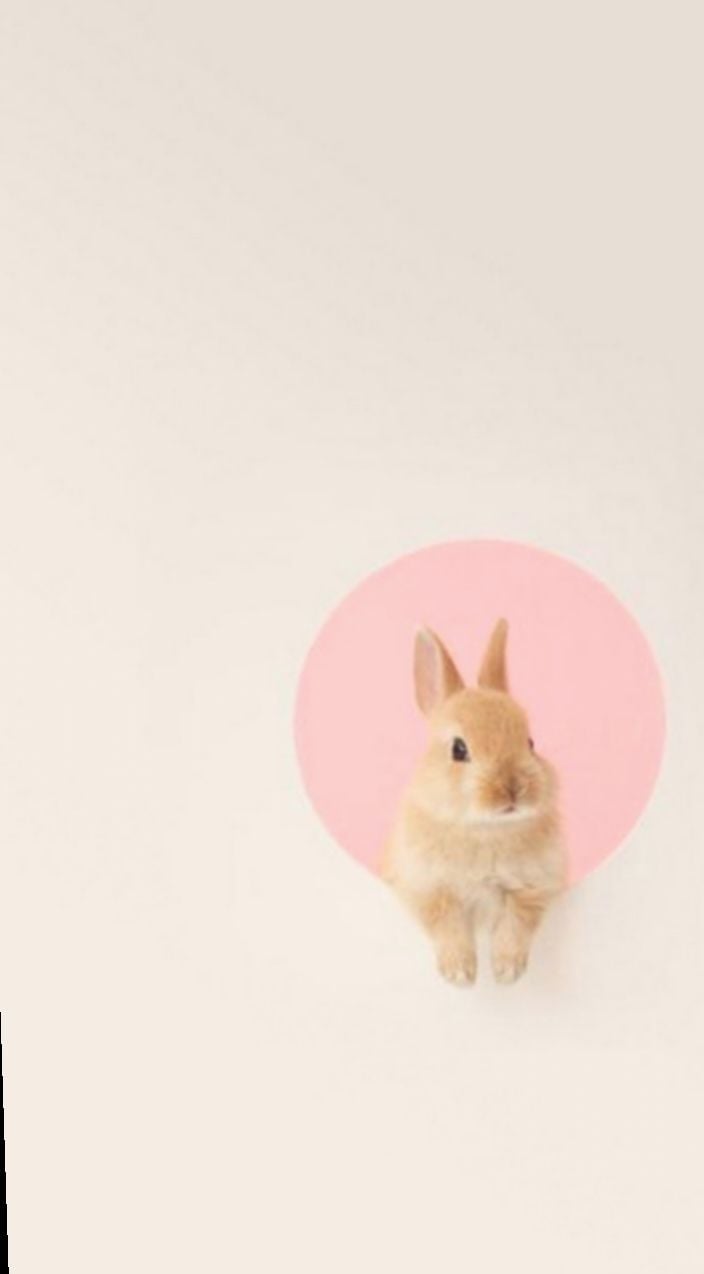 Wallpaper Cute Bunny iPhone Wallpaper #Photo #sky #wallpaper. Bunny wallpaper, Rabbit wallpaper, Pink rabbit wallpaper
