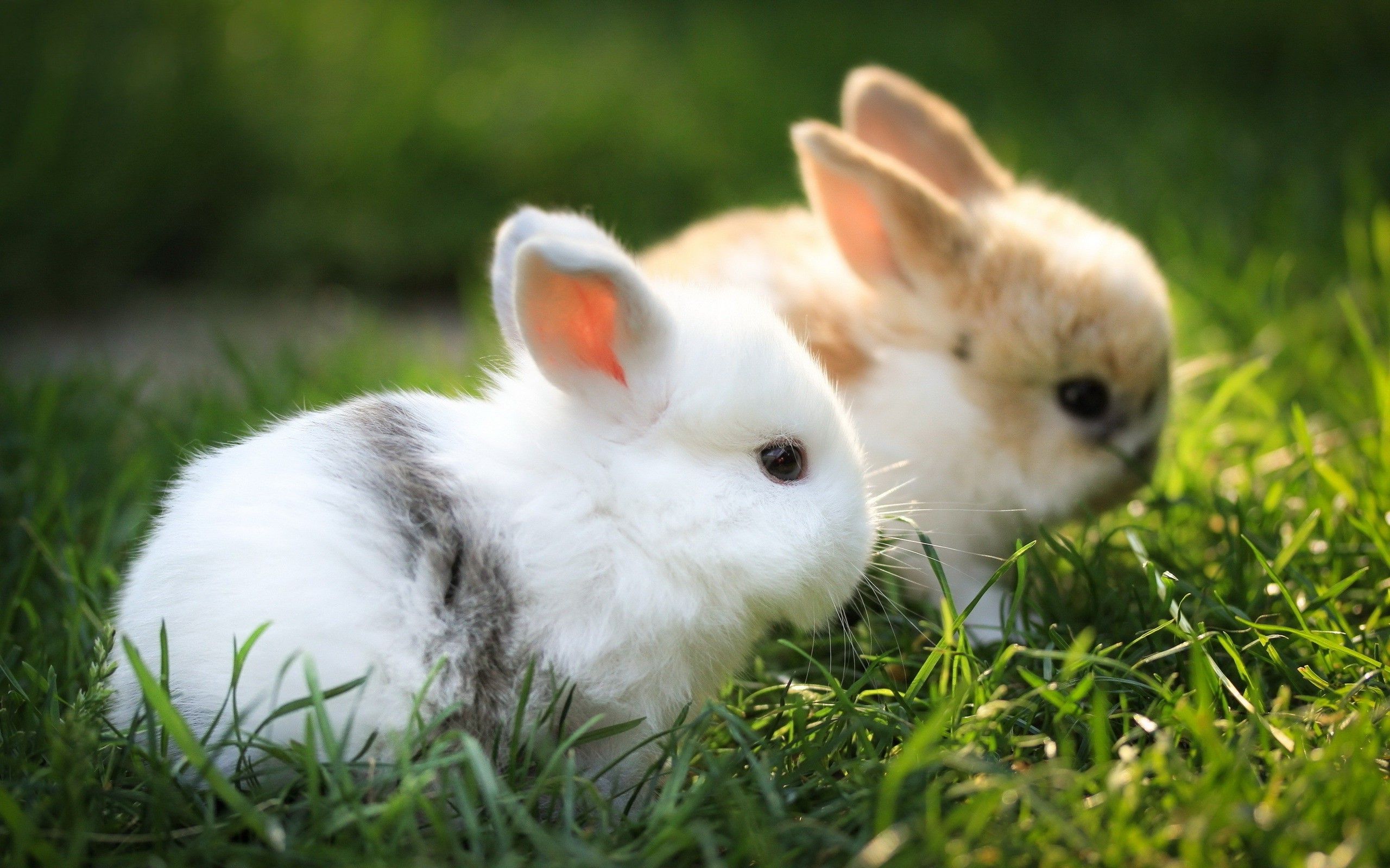 Cute White Baby Rabbit Wallpaper