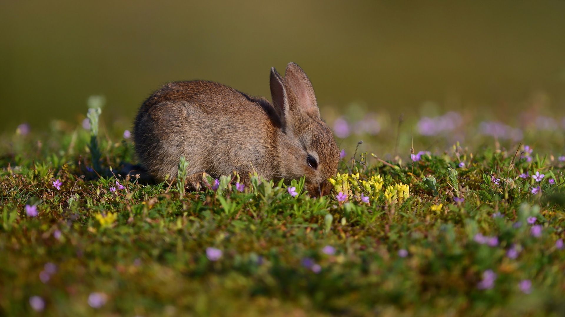 Rabbit Close Up Spring Blur Wallpaper:1920x1080
