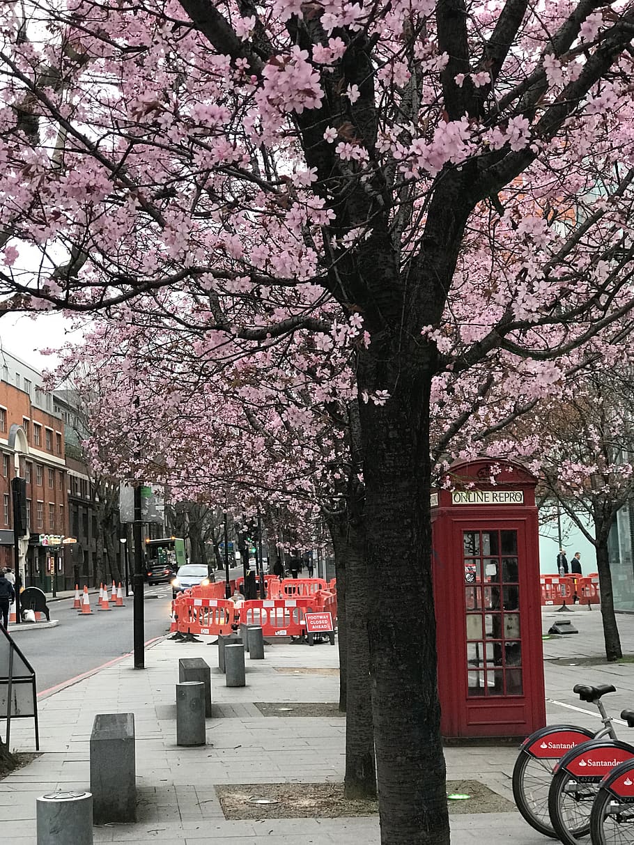 United Kingdom, London, Trees, Pay Phone, Cherry Blossoms, Spring Wallpaper Phone