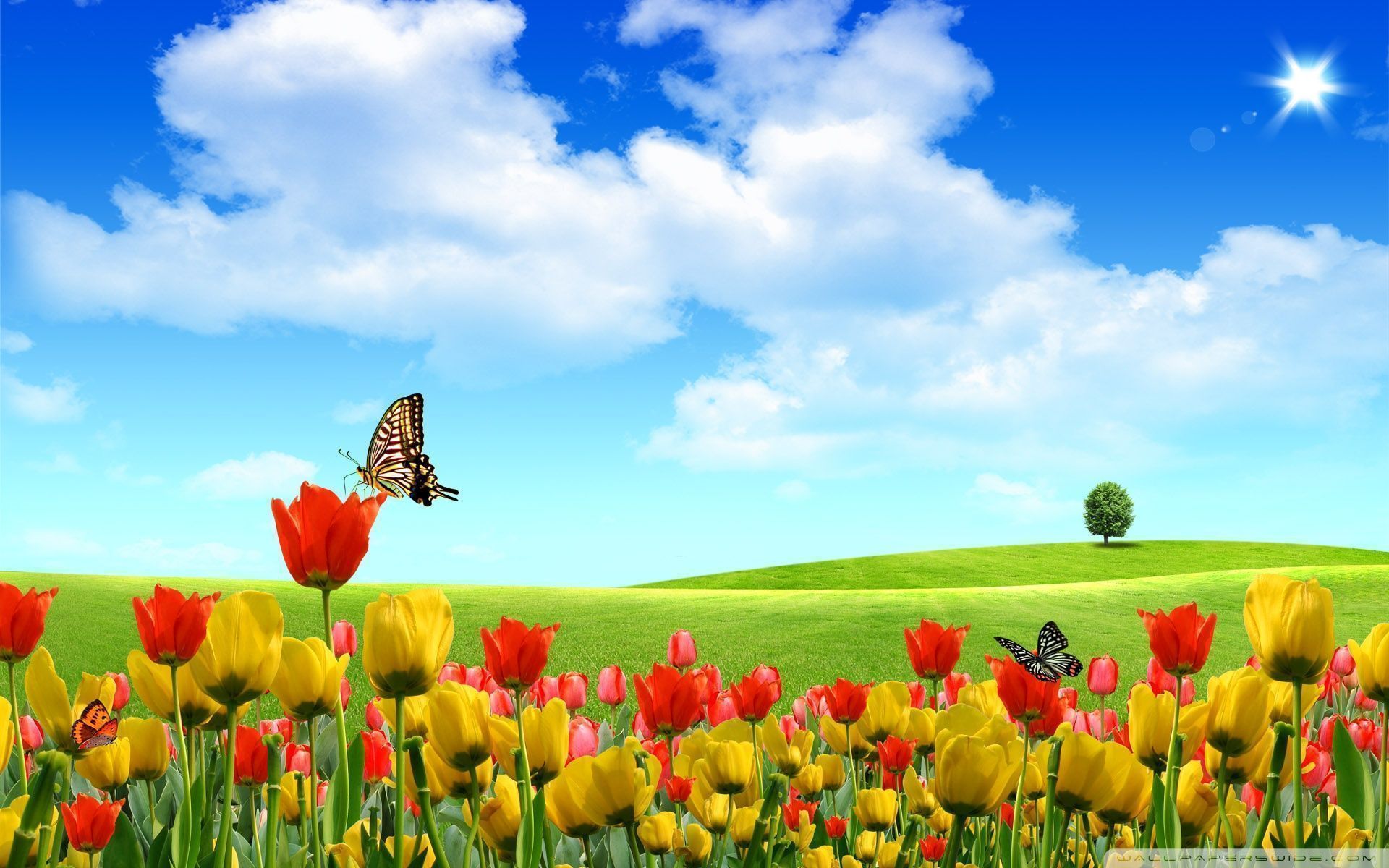 Widescreen Springtime Wallpaper Picture. Spring wallpaper, Spring desktop wallpaper, Spring wallpaper hd