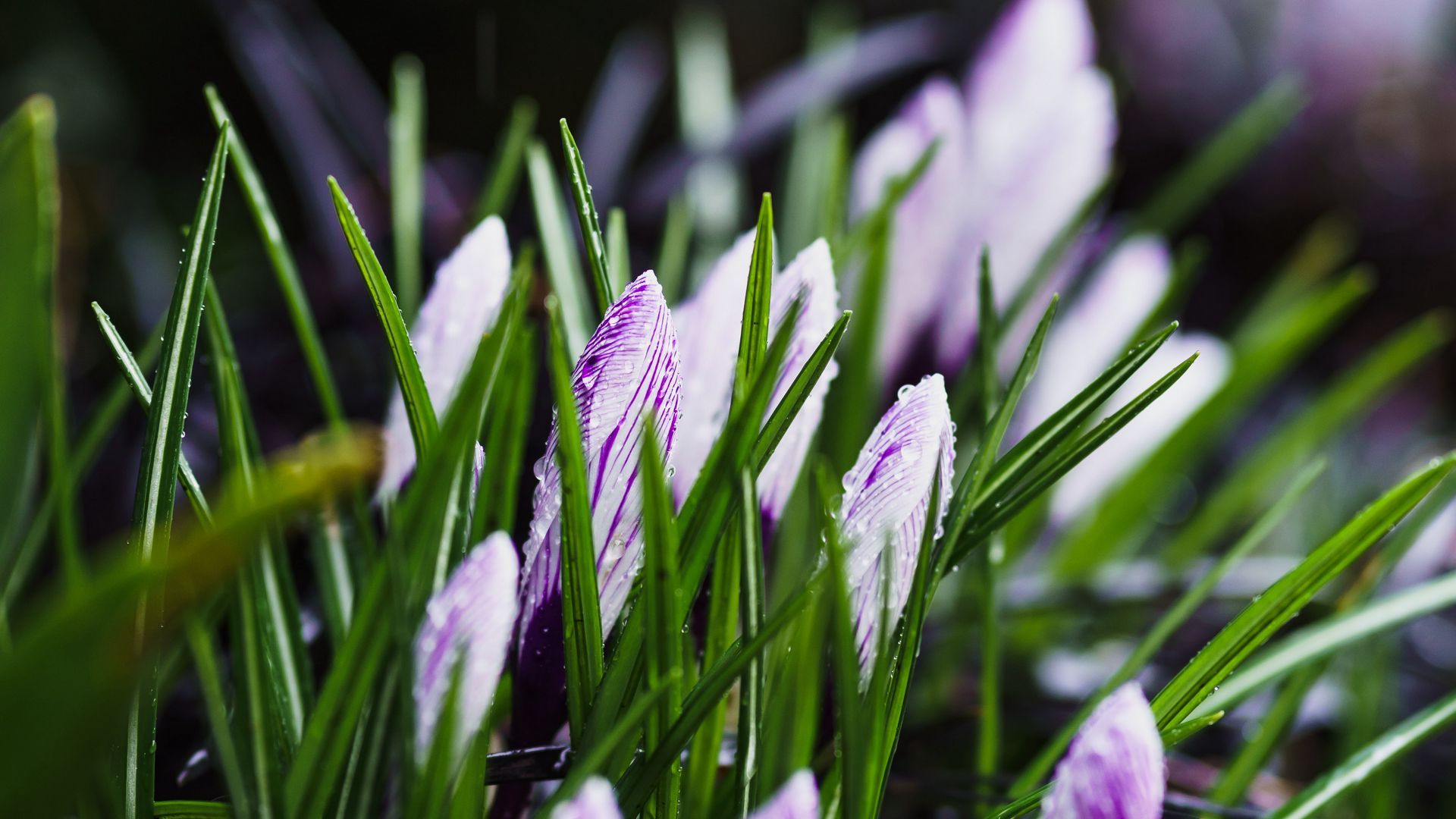 Download wallpaper 1920x1080 spring, flowers, grass, flowering full hd, hdtv, fhd, 1080p HD background
