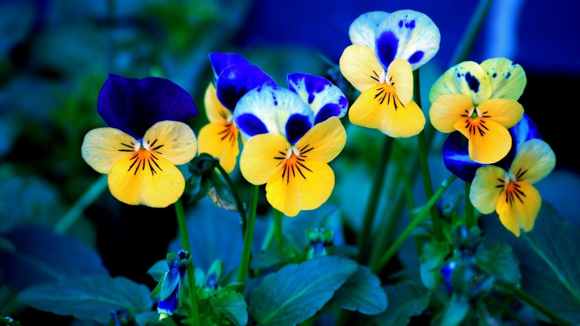Nature Flower Wallpaper HD For Desktop Free Download