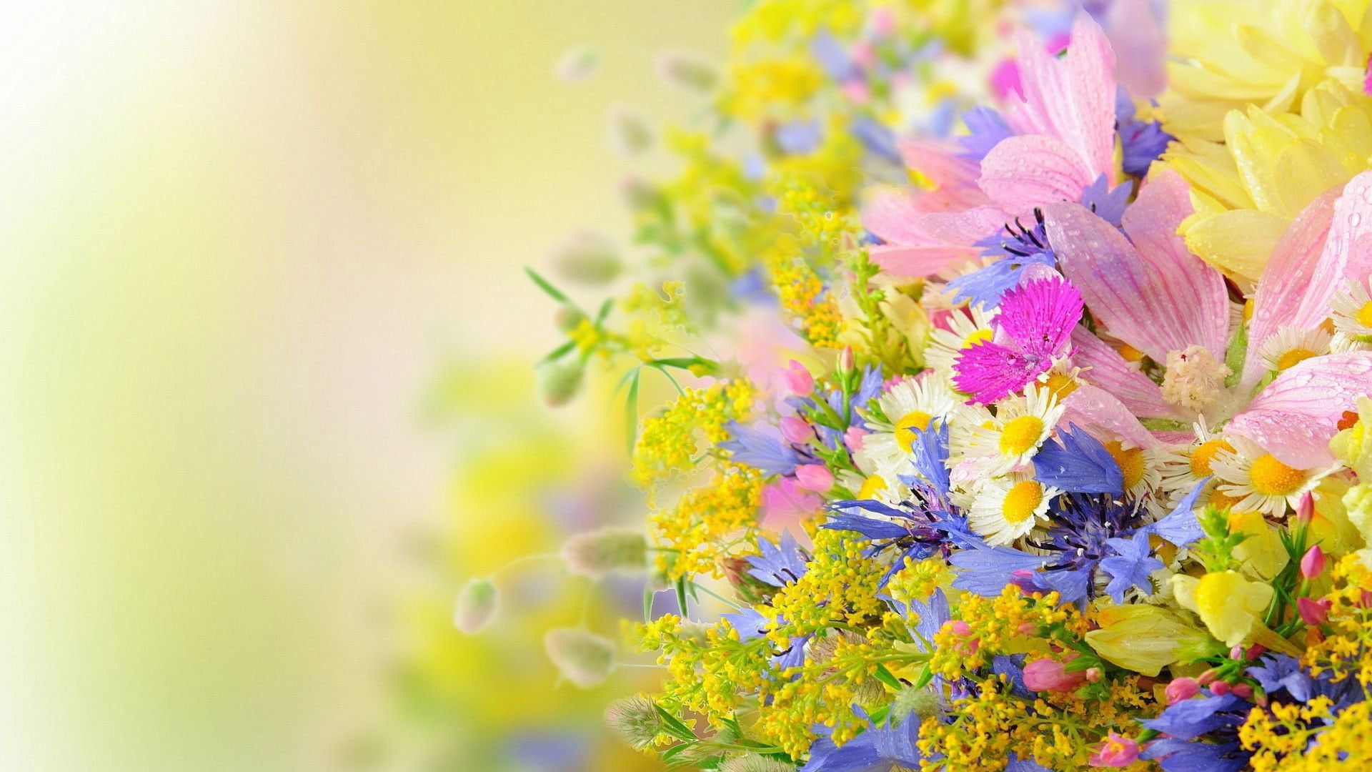 Flower wallpaper, plant, spring, flowers, blossom, floral, garden, leaf • Wallpaper For You HD Wallpaper For Desktop & Mobile