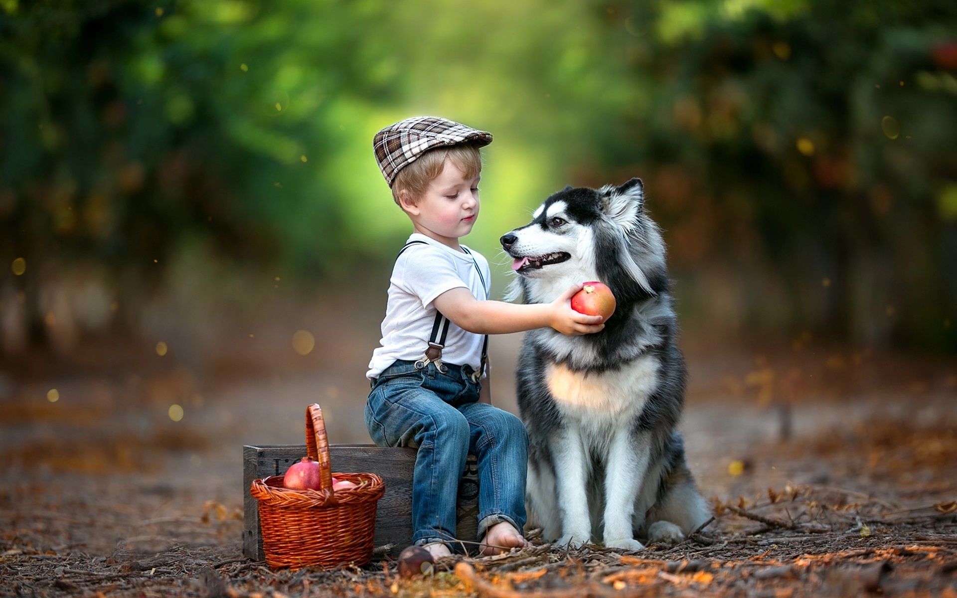 Wallpaper Child boy and husky dog 1920x1200 HD Picture, Image