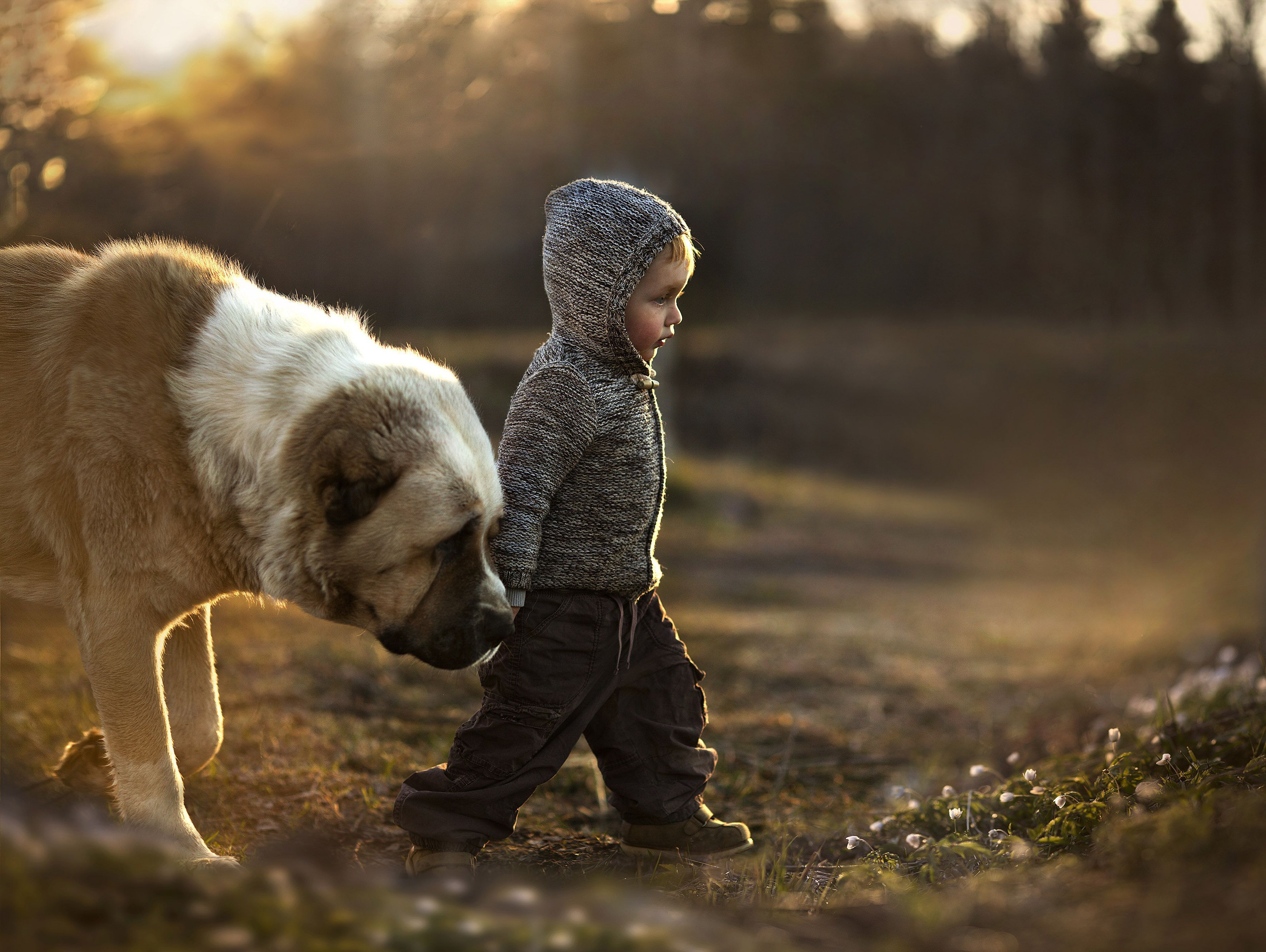 Boy And Dog Wallpaper Free Boy And Dog Background