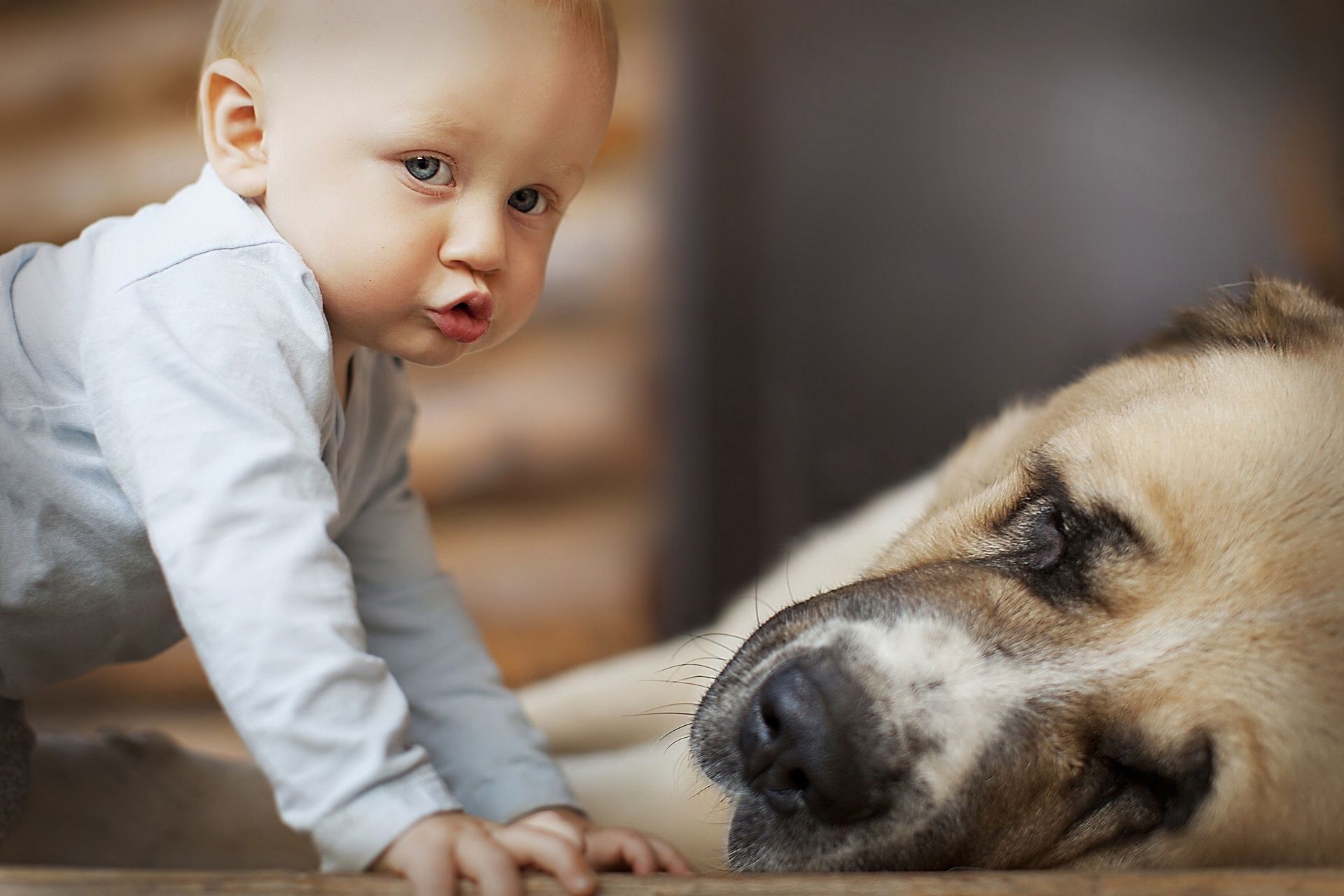 Wallpaper. Children. photo. picture. child, boy, dog, sleep, friendship