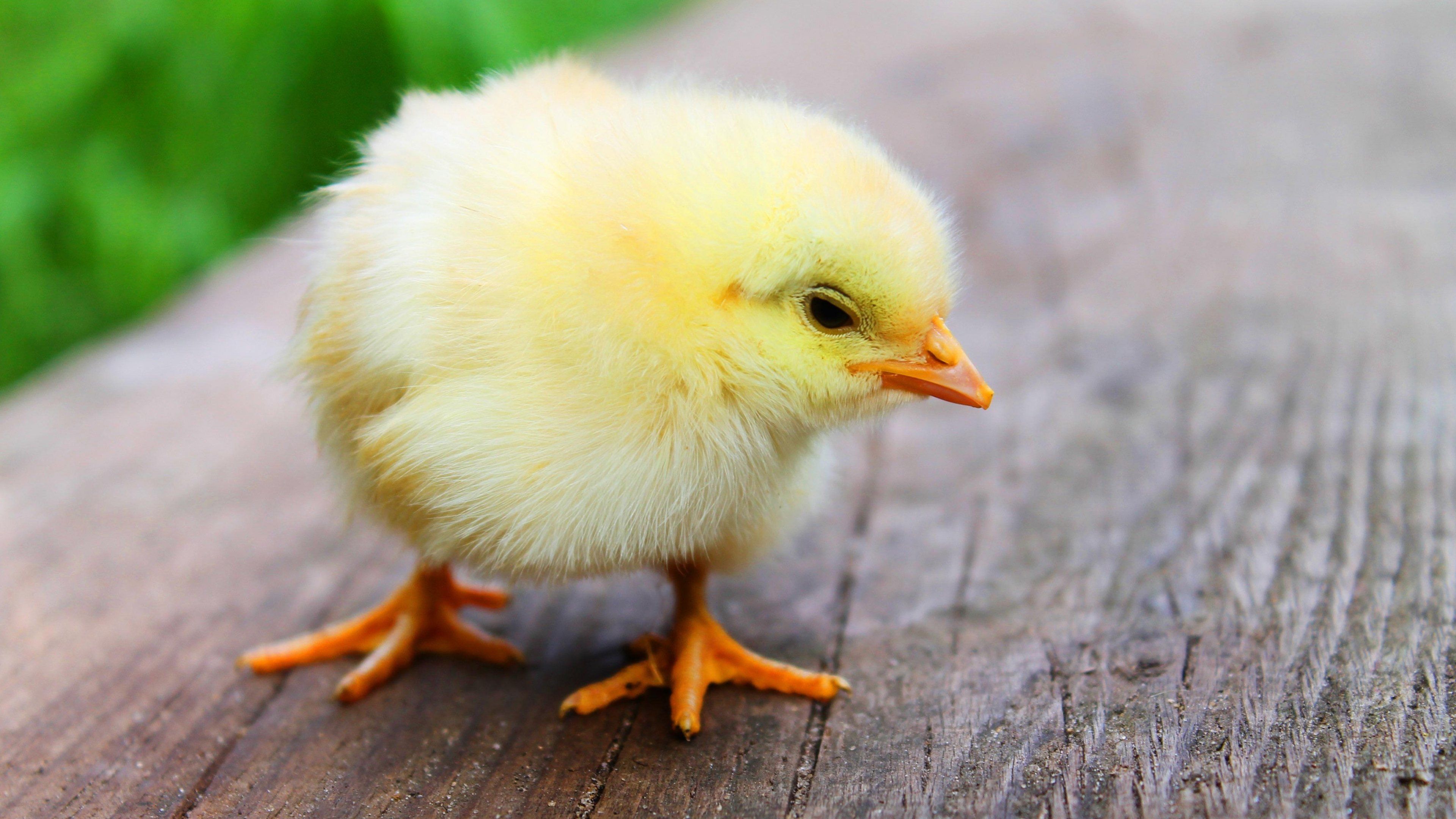 Easter Chick Wallpaper, Android & Desktop Background