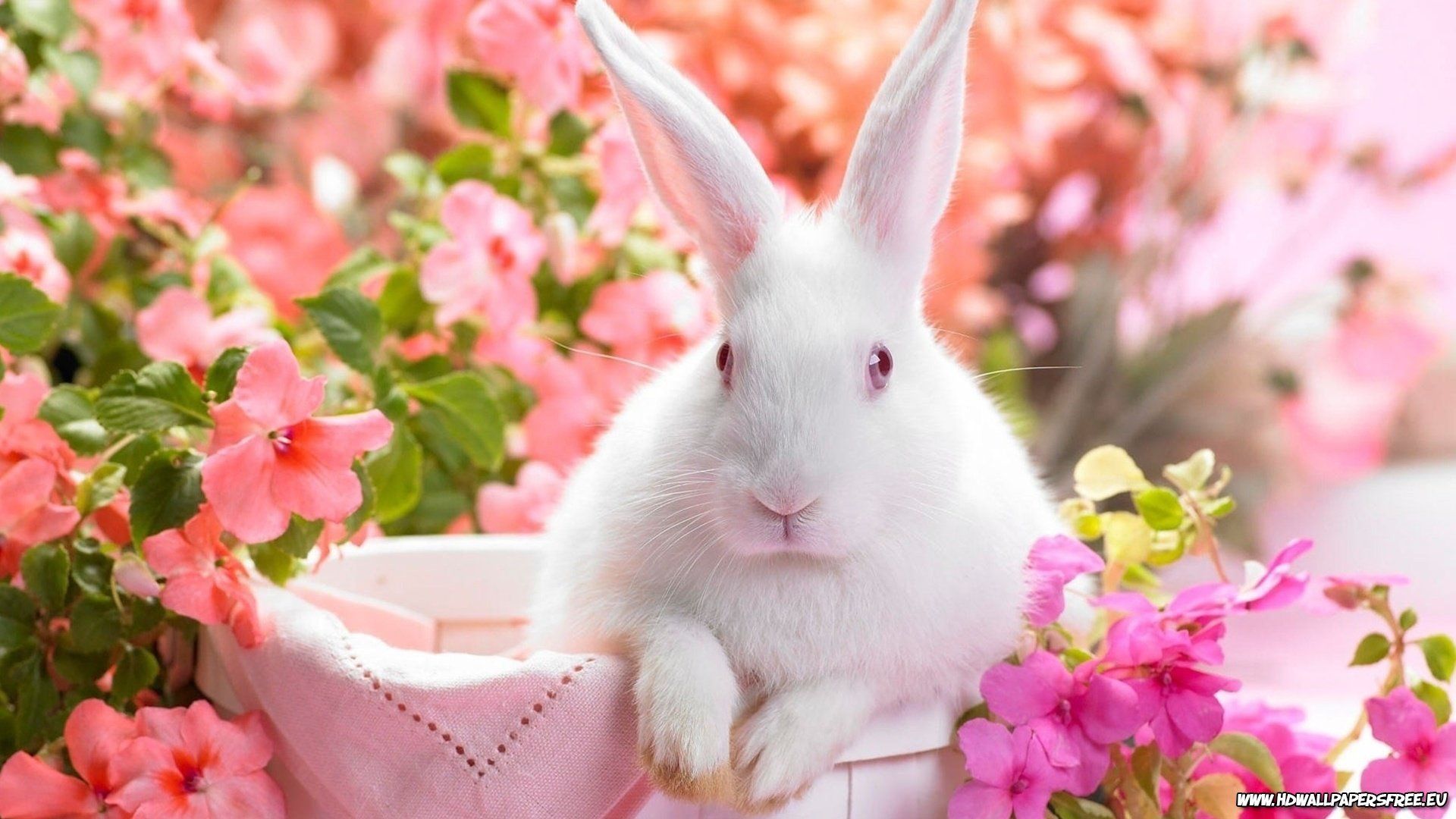 Adorable Easter Bunny