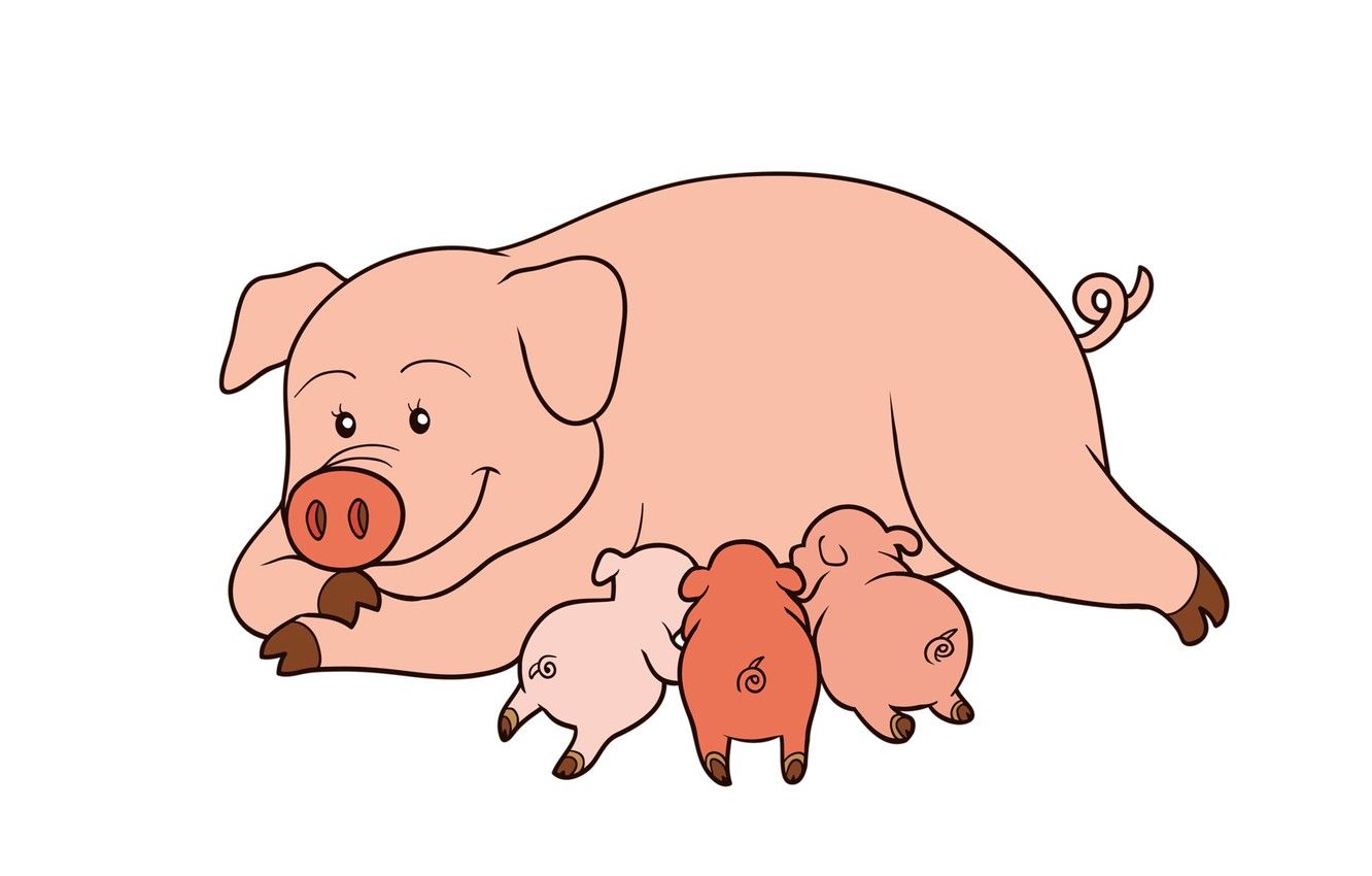 Wallpaper pig, the three little pigs, pigs image for desktop, section минимализм