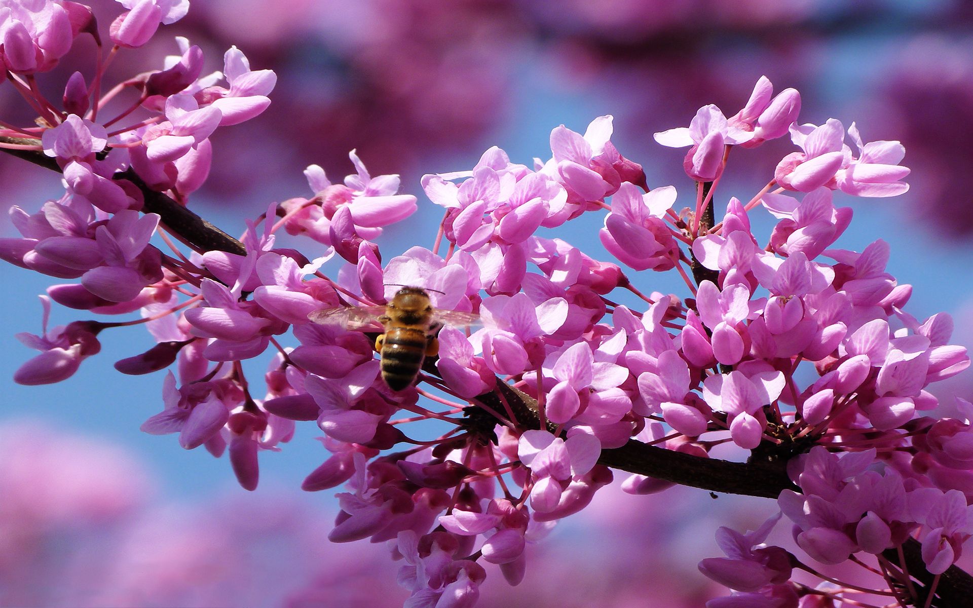 Bee pink spring blossom