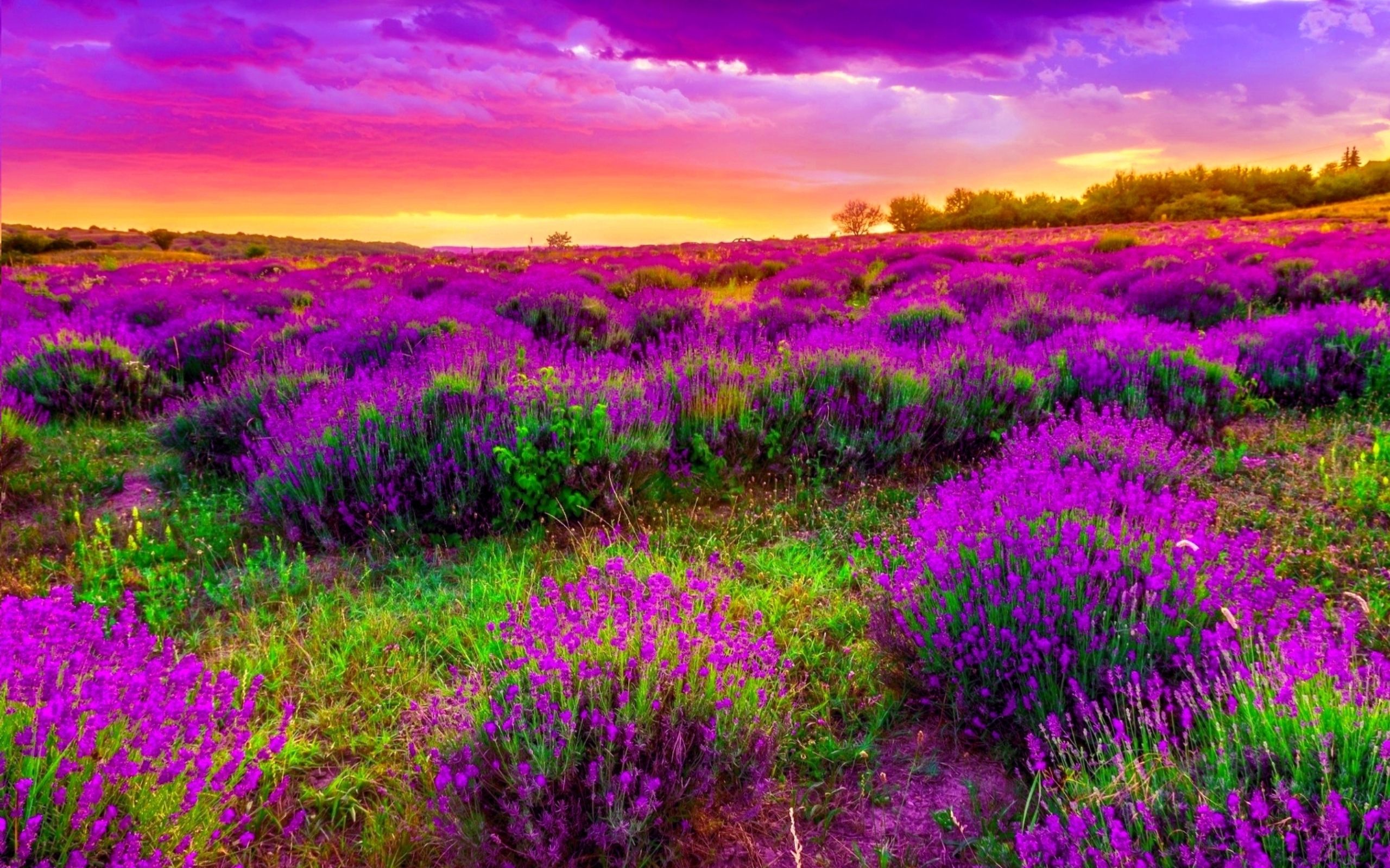 Landscape Field With Purple Spring Flowers Beautiful Sunset Desktop HD Wallpaper 2560x1600, Wallpaper13.com