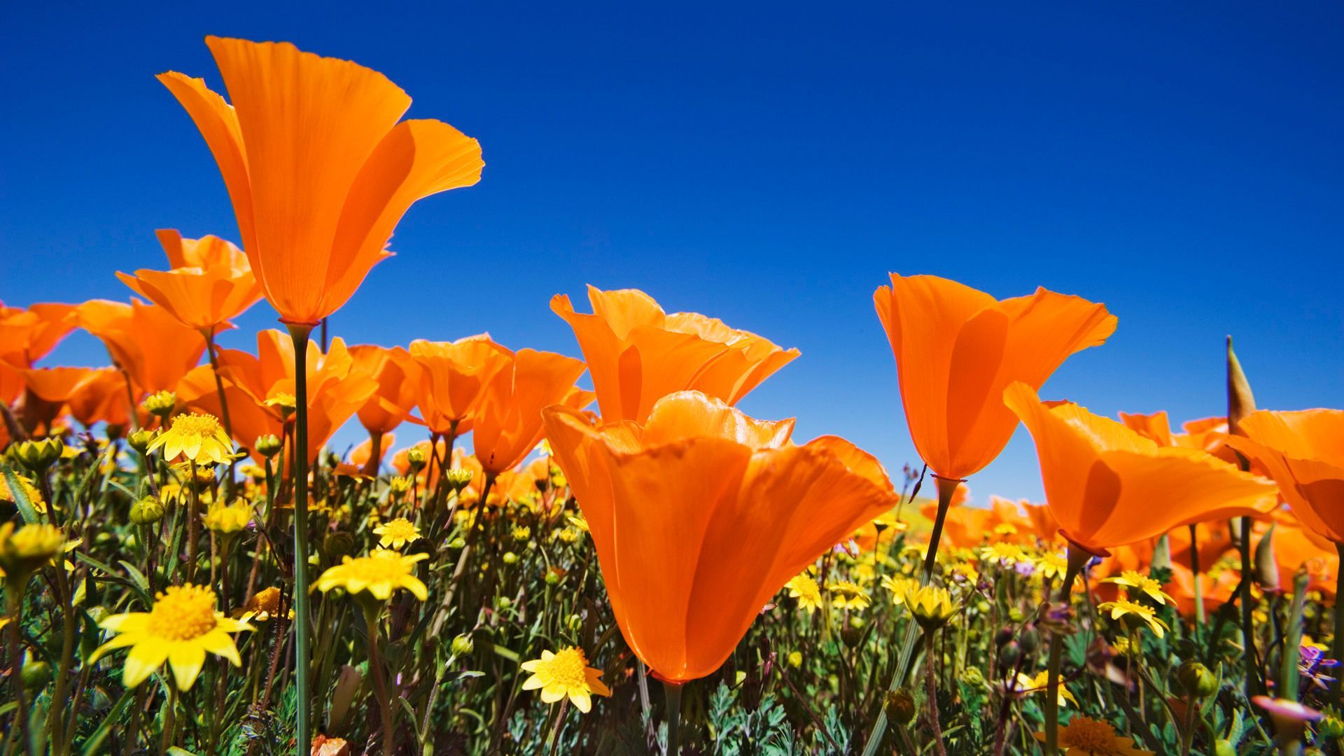 California Poppies. Spring flowers background, Flower desktop wallpaper, Flowers