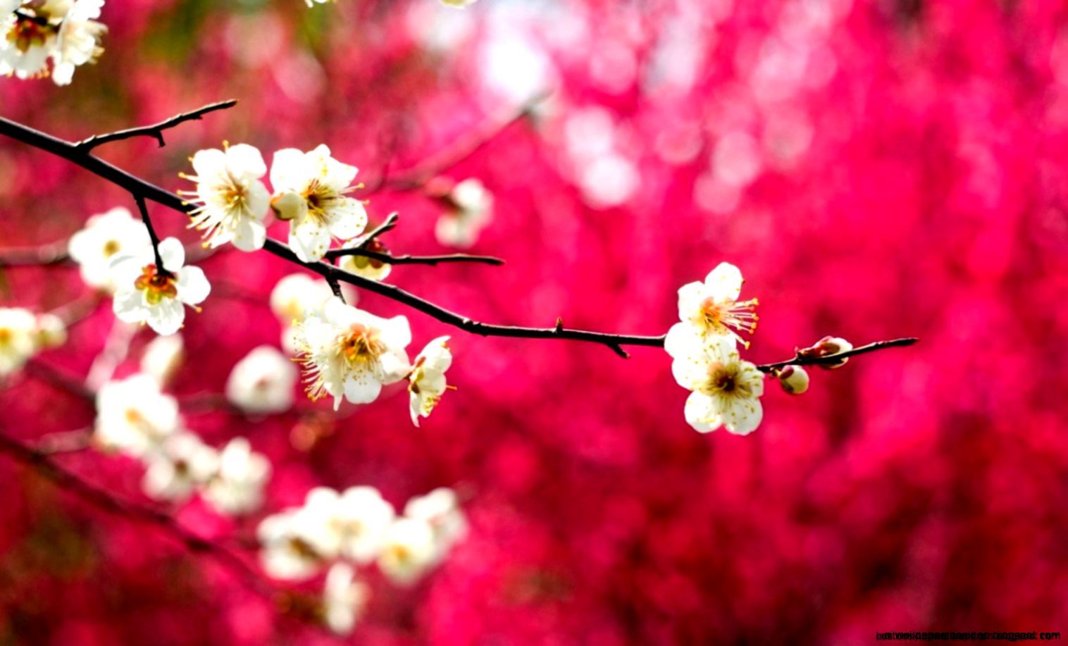 Flowers Pink Branch Spring HD Wallpaper. All Wallpaper Desktop
